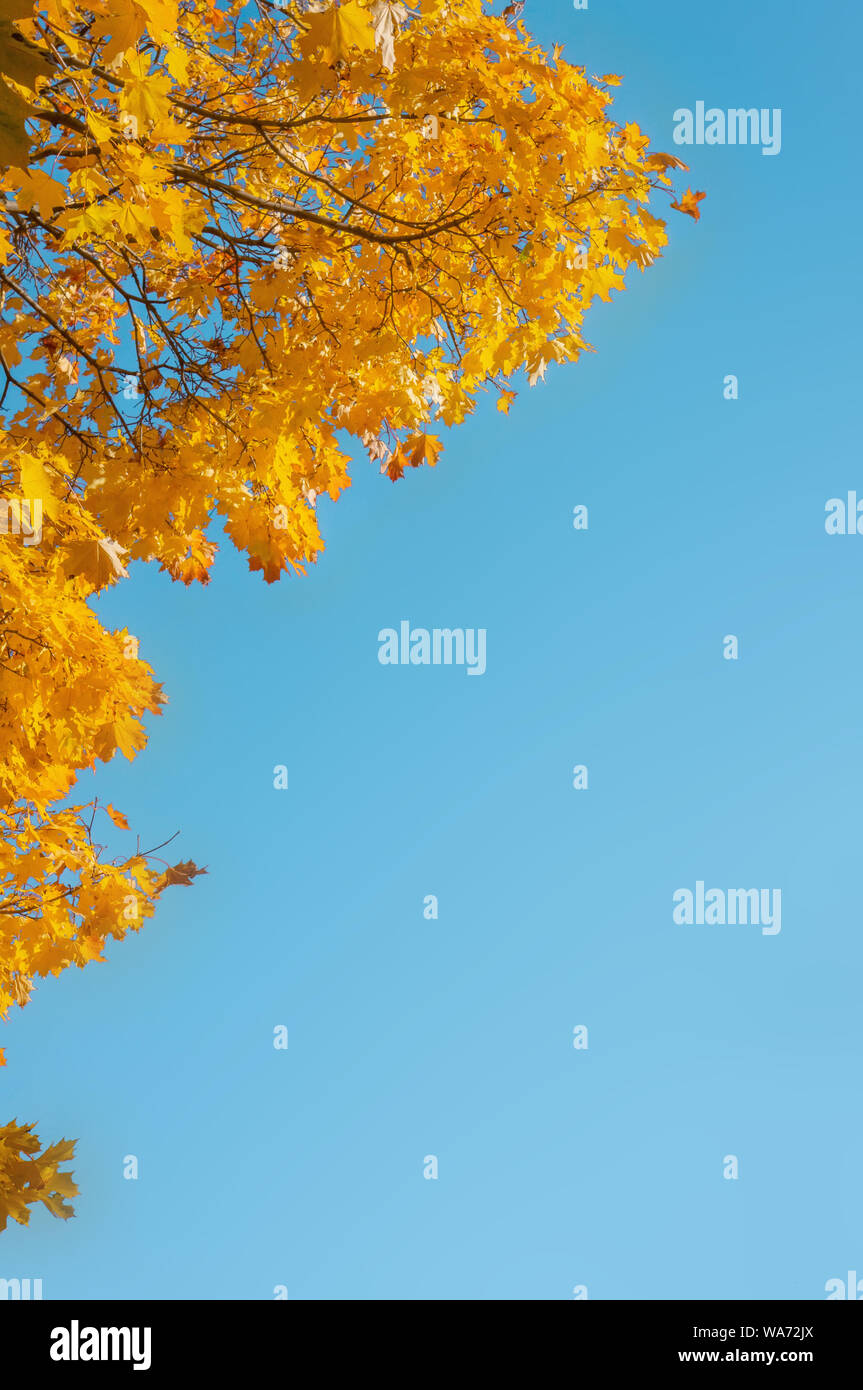 Couleurs d'automne jaune du feuillage. Une branche avec des feuilles jaunes contre un bleu ciel sans nuages. Copier l'espace. Contexte Banque D'Images