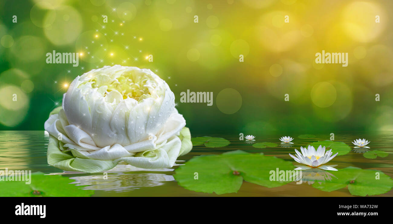 White lotus violet lumineux lumière flottante sparkle background Banque D'Images