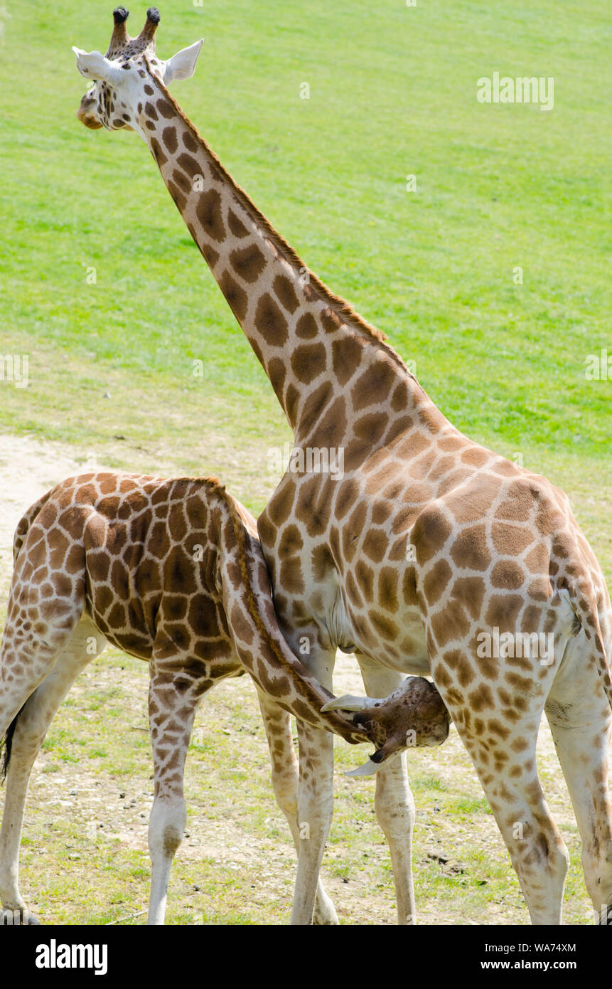 Mère et Bébé girafe Banque D'Images