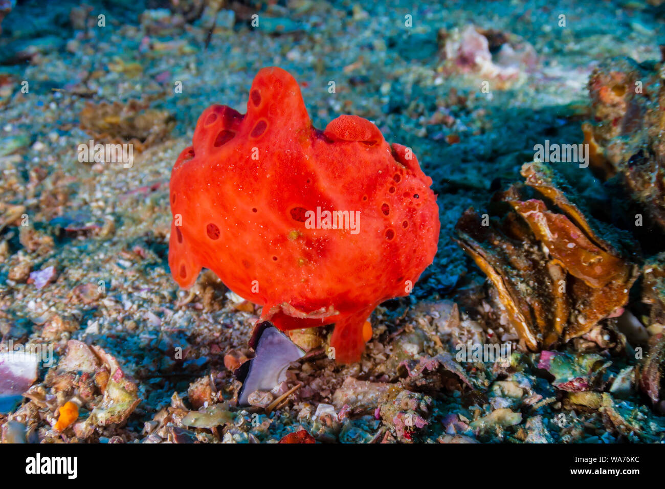 Poisson Grenouille peint de couleurs vives (antennarius pictus) sur un récif de coraux tropicaux (Gato Island) Banque D'Images