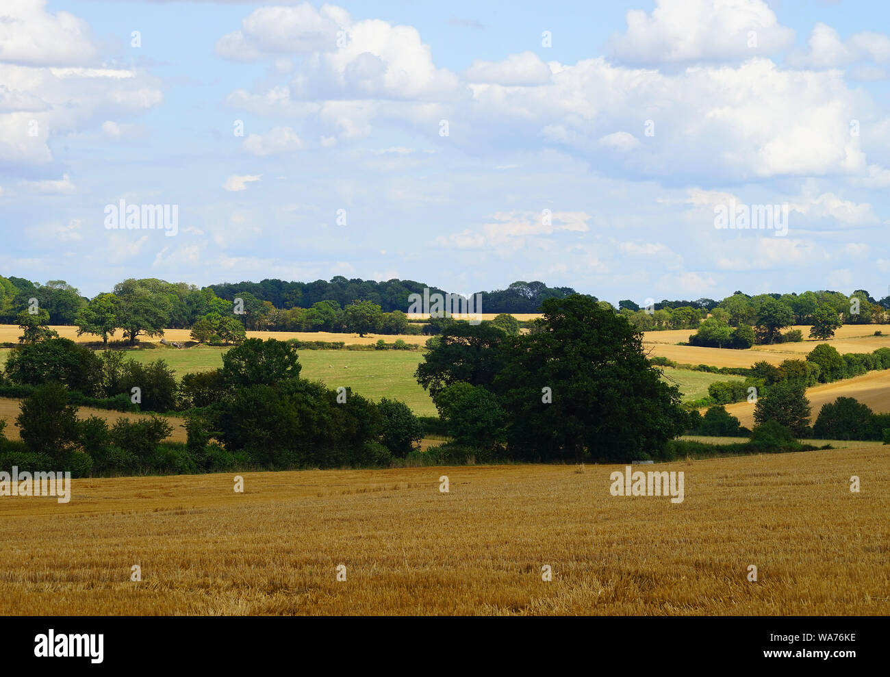 Des champs de blé près d'asticots Fin, Essex Banque D'Images