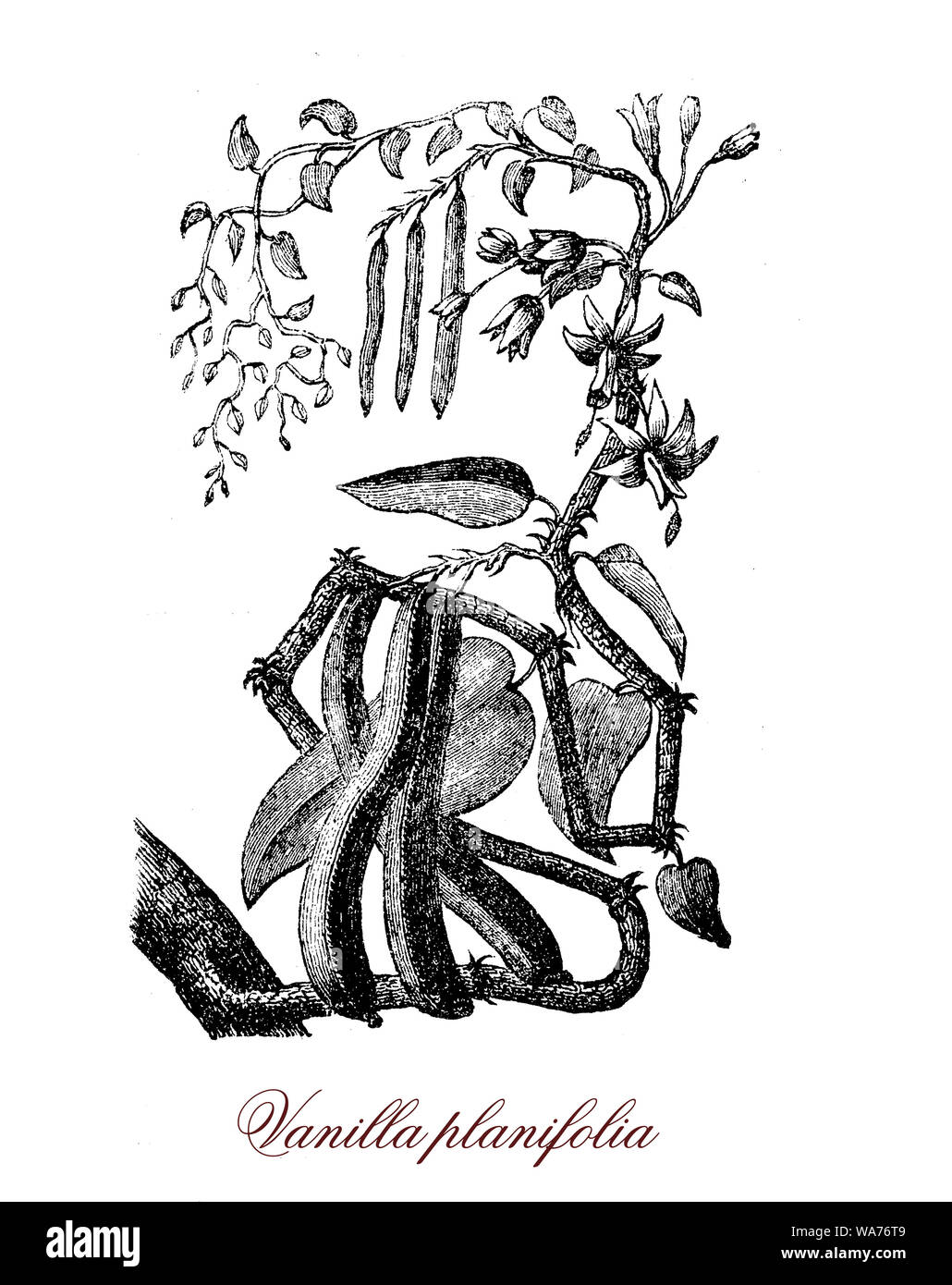 Vanilla planifolia vanille est une orchidée originaire du Mexique et d'Amérique centrale et de la source de l'arôme vanille, pour sa haute teneur en vanilline. Banque D'Images