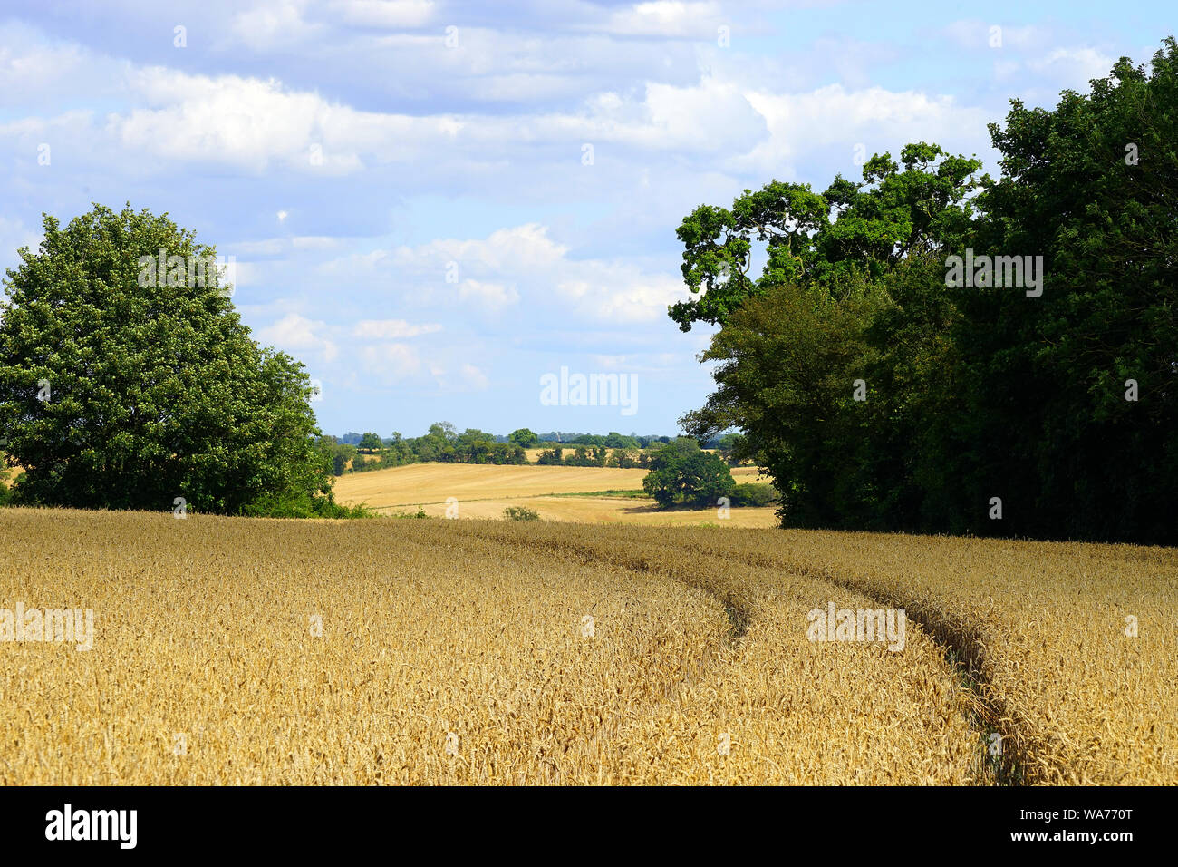 Des champs de blé près d'asticots Fin, Essex Banque D'Images