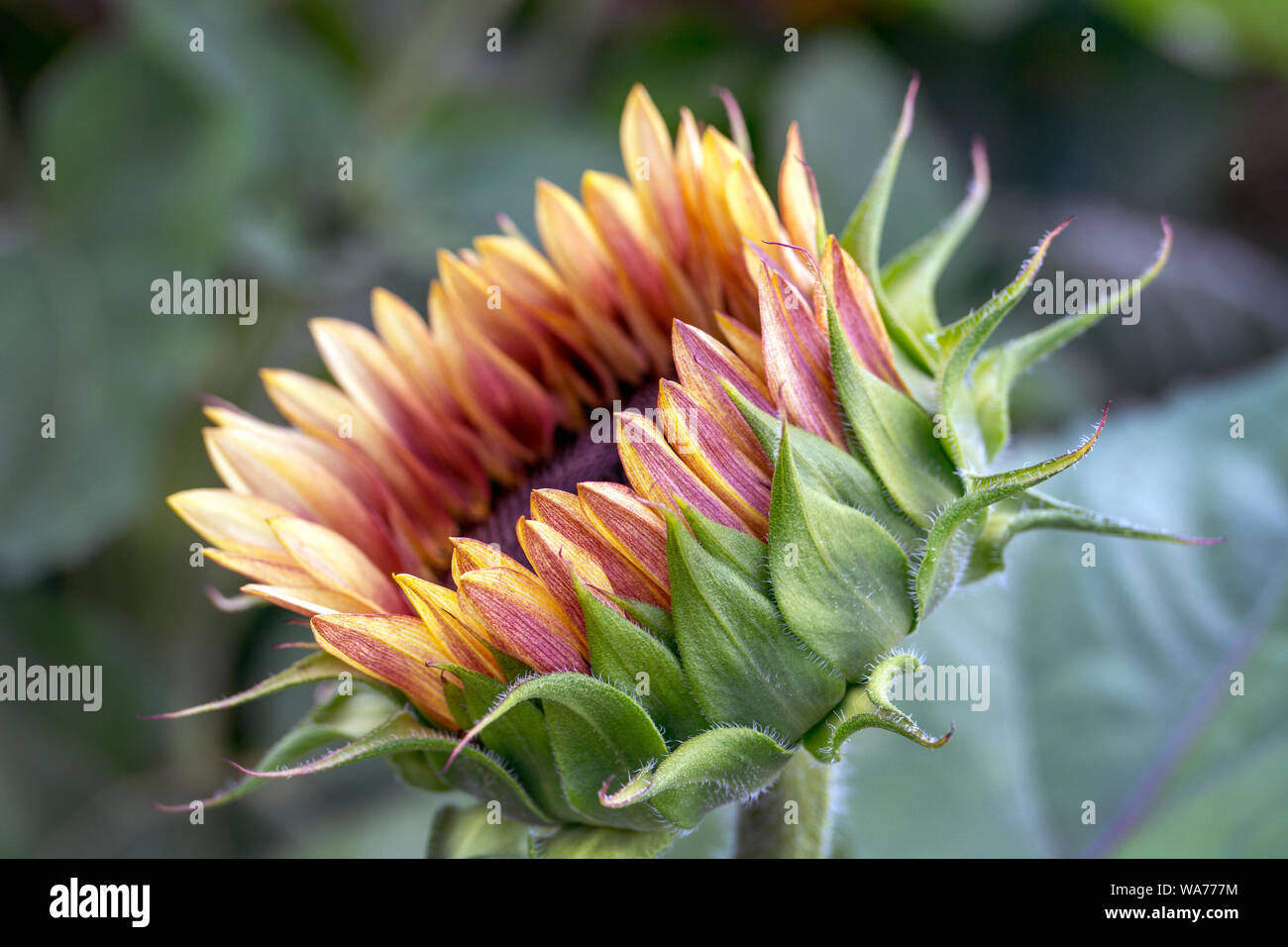Un magnifique tournesol attend d'attraper les rayons du soleil chaud, et d'ouvrir pleinement à la lueur Banque D'Images
