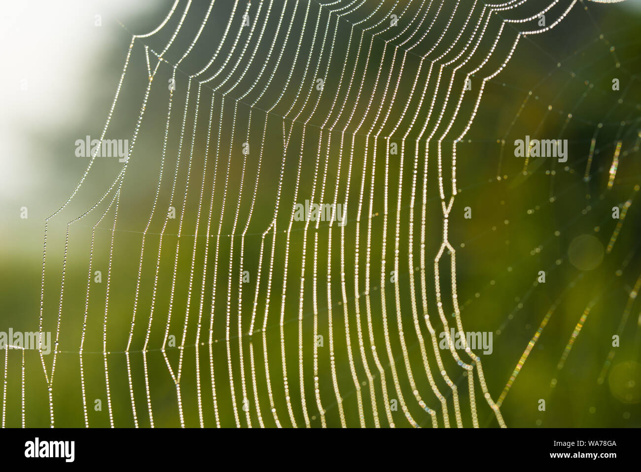 Spider web couvertes de gouttes de rosée selective focus macro Banque D'Images