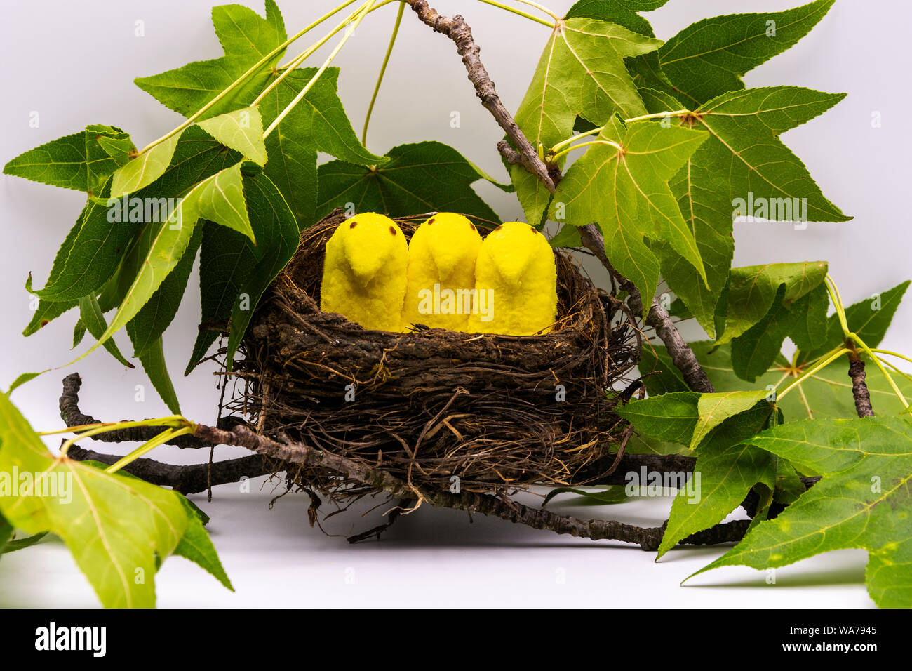Peeps guimauve dans un nid d'oiseaux Banque D'Images