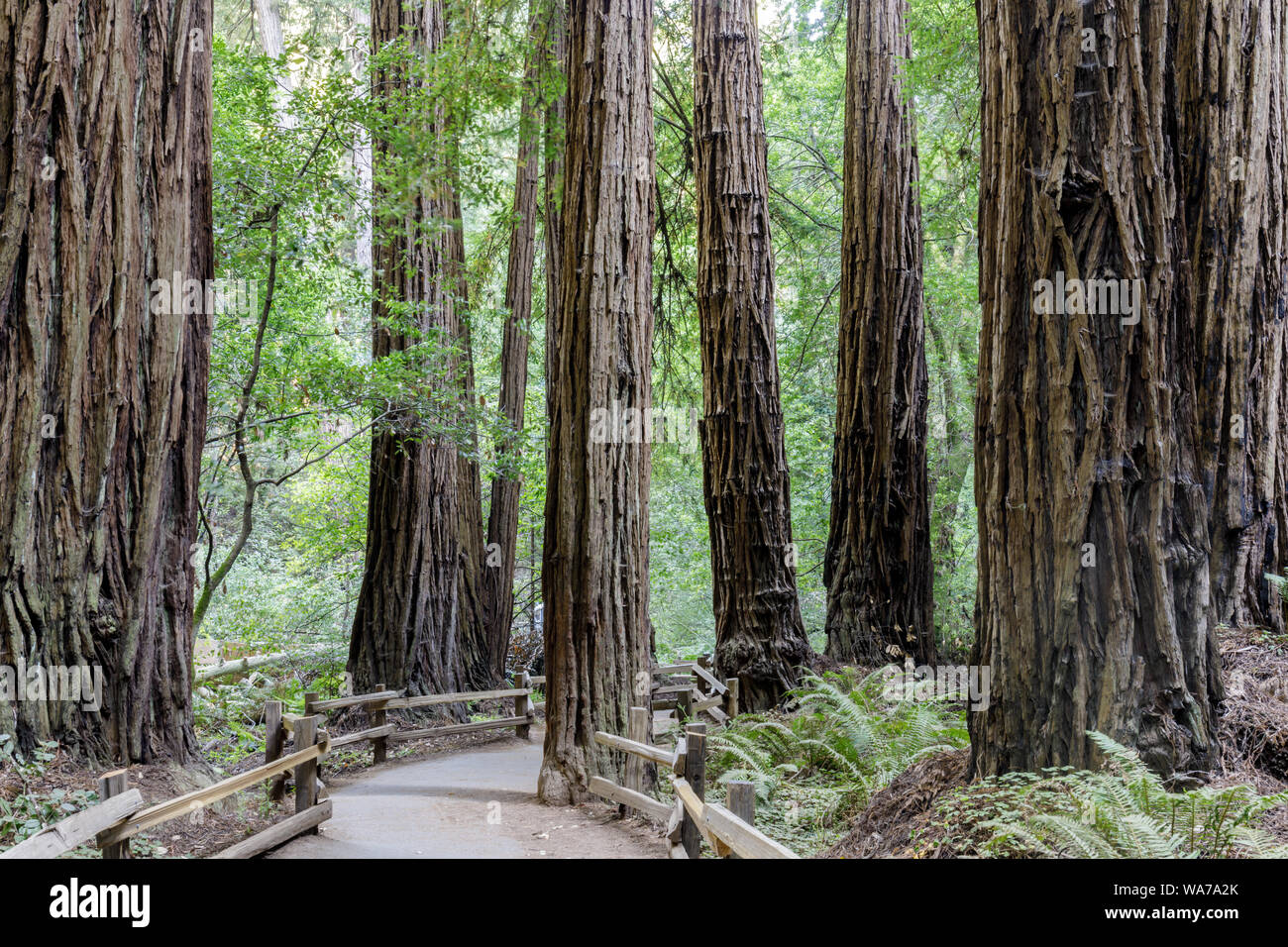 Les vieux peuplements de séquoias de la côte autour de chemin pavé Banque D'Images
