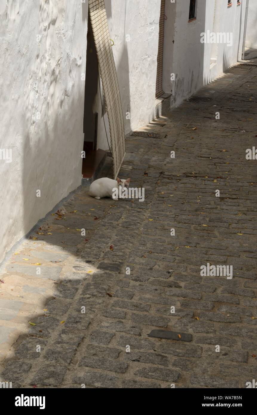 Chat blanc sur blanc de la streer pavées de Casares, Andalousie, espagne. Banque D'Images