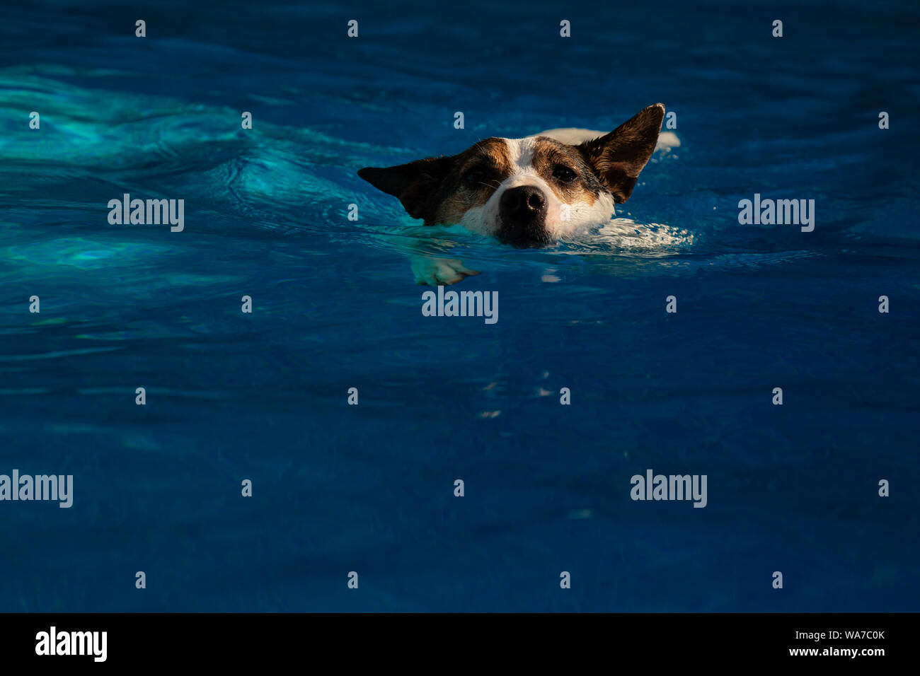 Jack Russell Terrier chien nage doucement vers l'appareil photo avec la lumière du soleil cadrage de son visage Banque D'Images