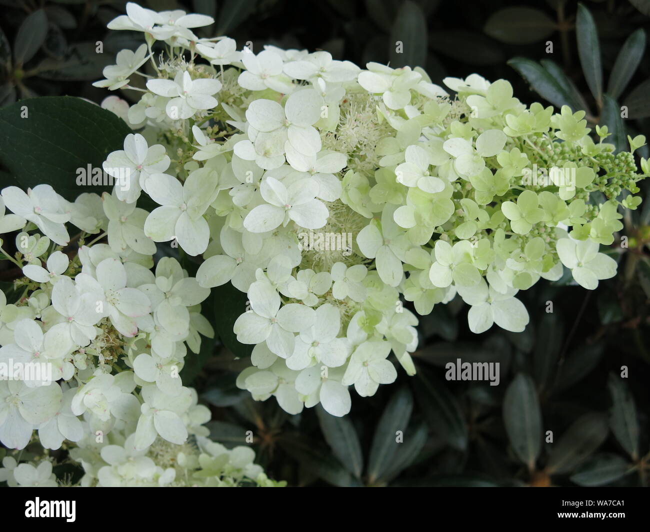 In The Garden My Plant Obsession Hydrangea Paniculata Kyushu