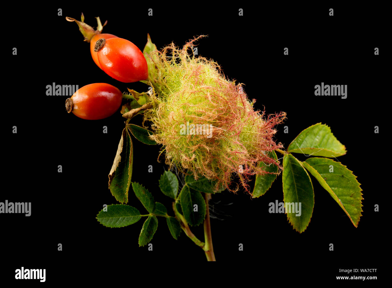 Un exemple de Robin's Pincushion Gall, également connu sous le nom de Bedeguar gall, poussant sur un wild rose dans le Dorset en août. Le culot est causée par une guêpe, gall Banque D'Images