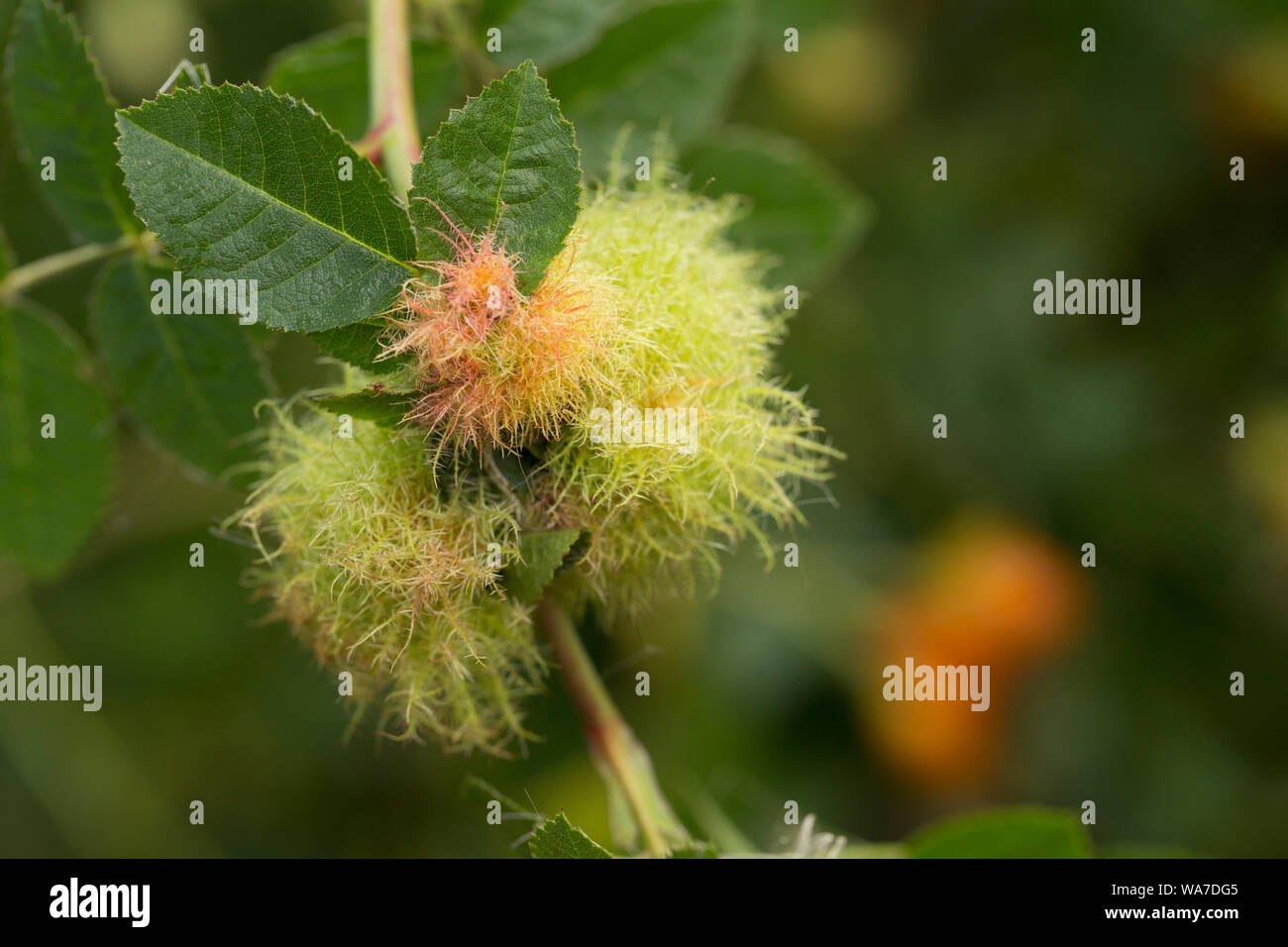 Un exemple de Robin's Pincushion Gall, également connu sous le nom de Bedeguar gall, poussant sur un wild rose dans le Dorset en août. Le culot est causée par une guêpe, gall Banque D'Images