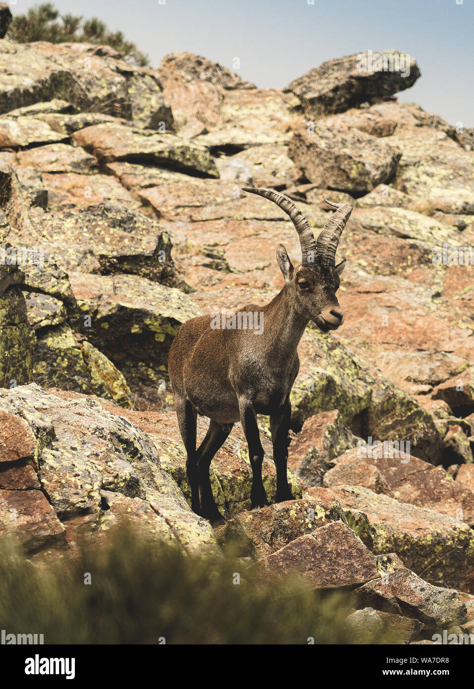 Homme Chèvre de montagne dans la chaîne de montagnes de Sierra de Gredos, Ávila, Espagne Banque D'Images