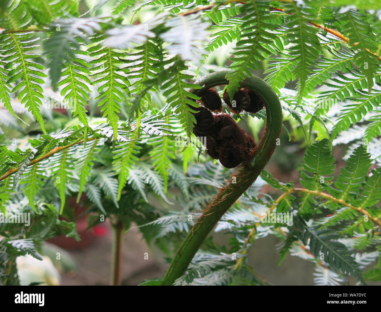 Close-up d'une fougère en déroulant un jeune en spirale sur fond de fronde frondes ferny en plein soleil. pommelé Banque D'Images