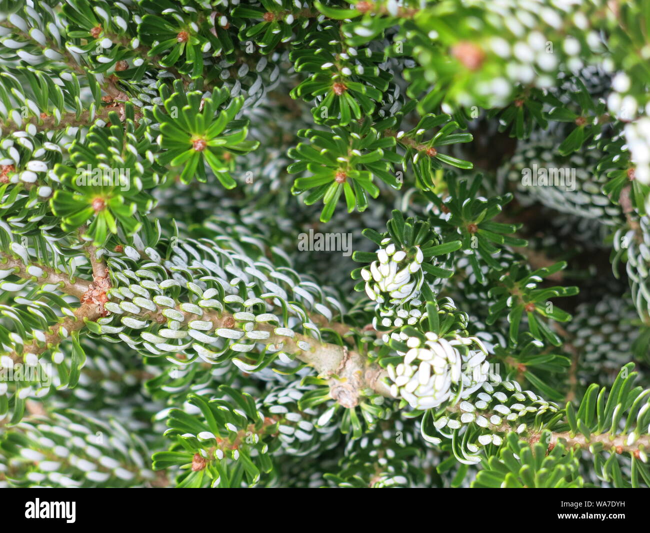 Close-up du vert argenté, aiguilles de la Evergreen nain appelé Sapin de Corée Abies Koreana brise-glace, un spécimen de la sculpture pour n'importe quel jardin. Banque D'Images