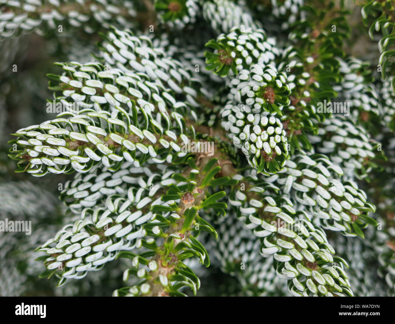 Close-up du vert argenté, aiguilles de la Evergreen nain appelé Sapin de Corée Abies Koreana brise-glace, un spécimen de la sculpture pour n'importe quel jardin. Banque D'Images