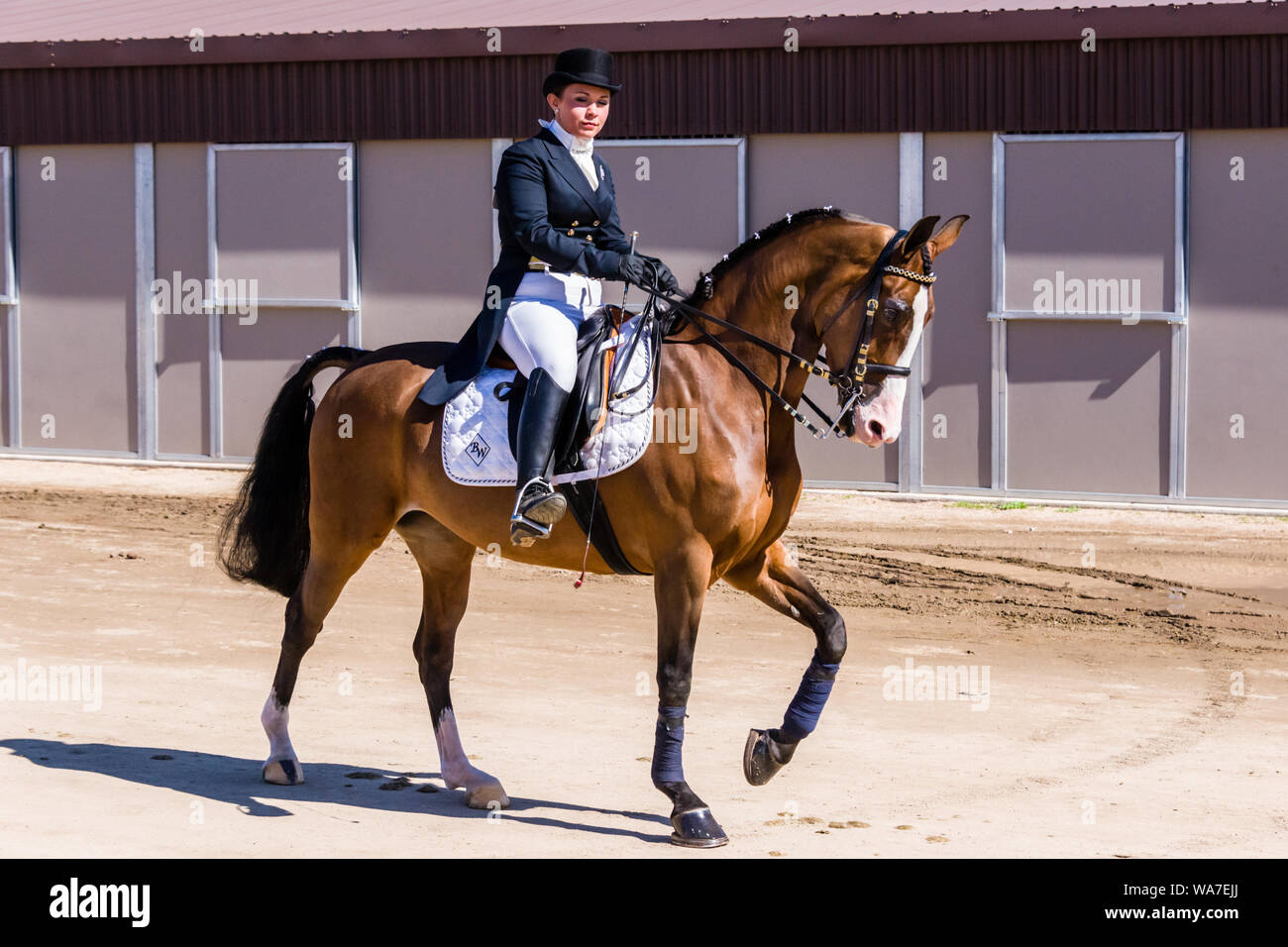 Scottsdale Arabian Horse Show pratique Banque D'Images