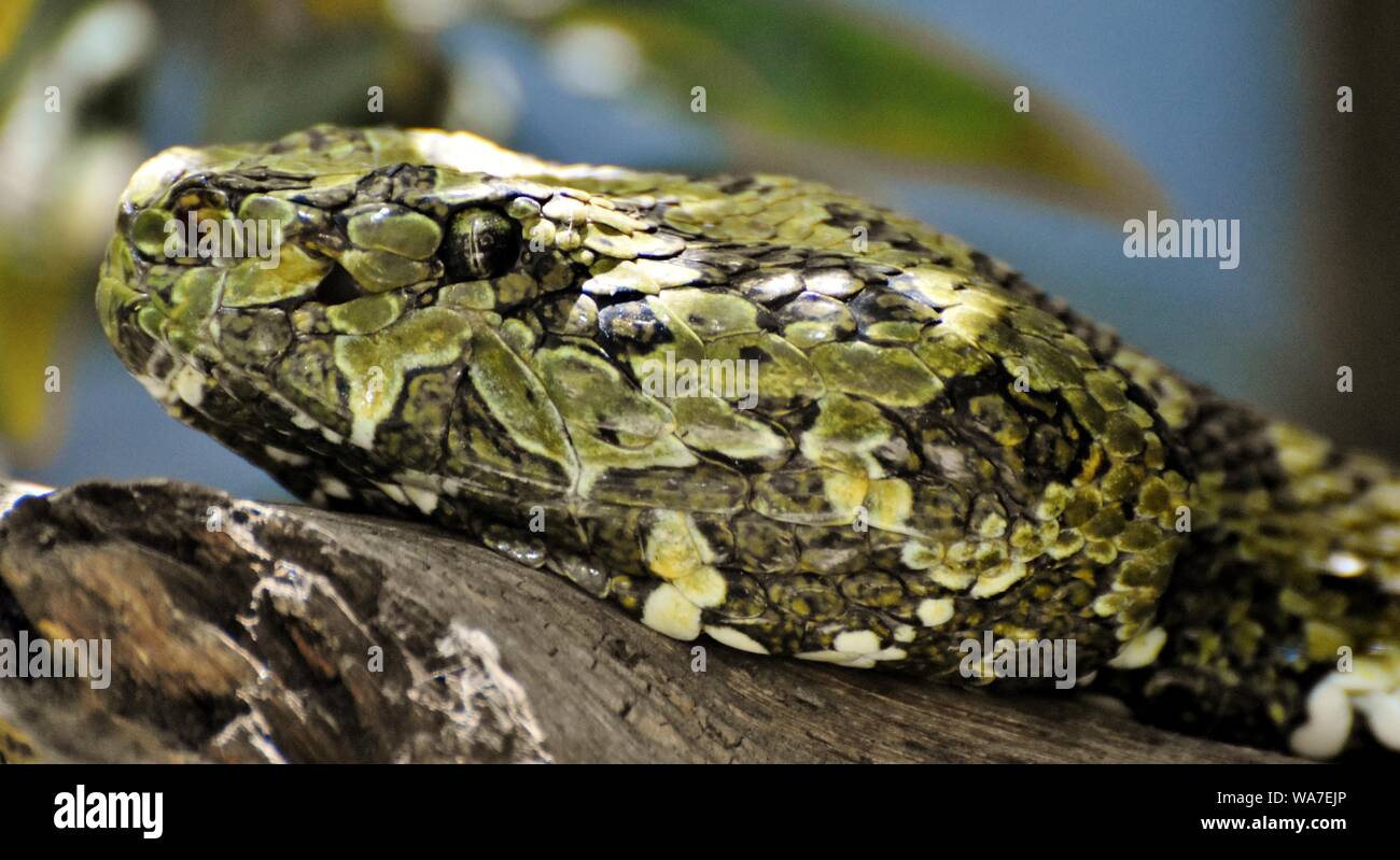 La Mangshan pit viper ou Mang Mountain viper pit (Protobothrops mangshanensis), trouvés en Chine. Banque D'Images