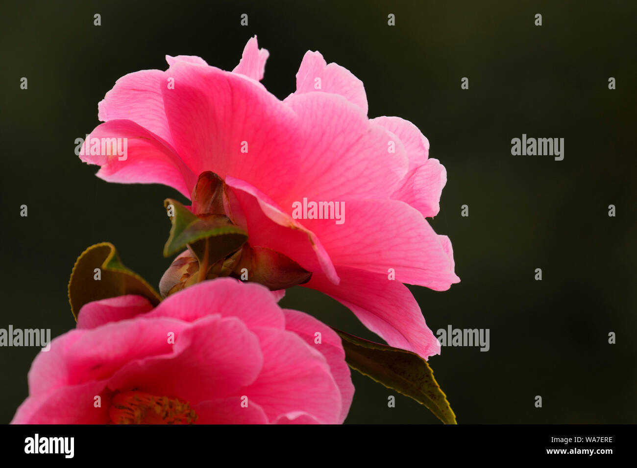 A Rose Is A Rose Camellias The Stars Of Winter