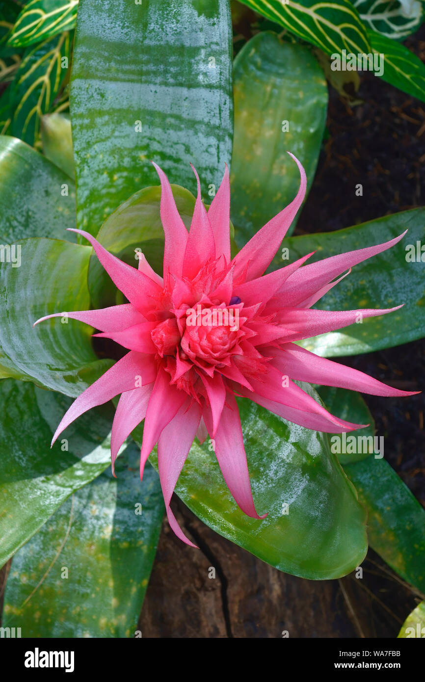 Vase d'argent (Aechmea fasciata). Aussi connu sous le nom de l'usine de l'Urne. Banque D'Images