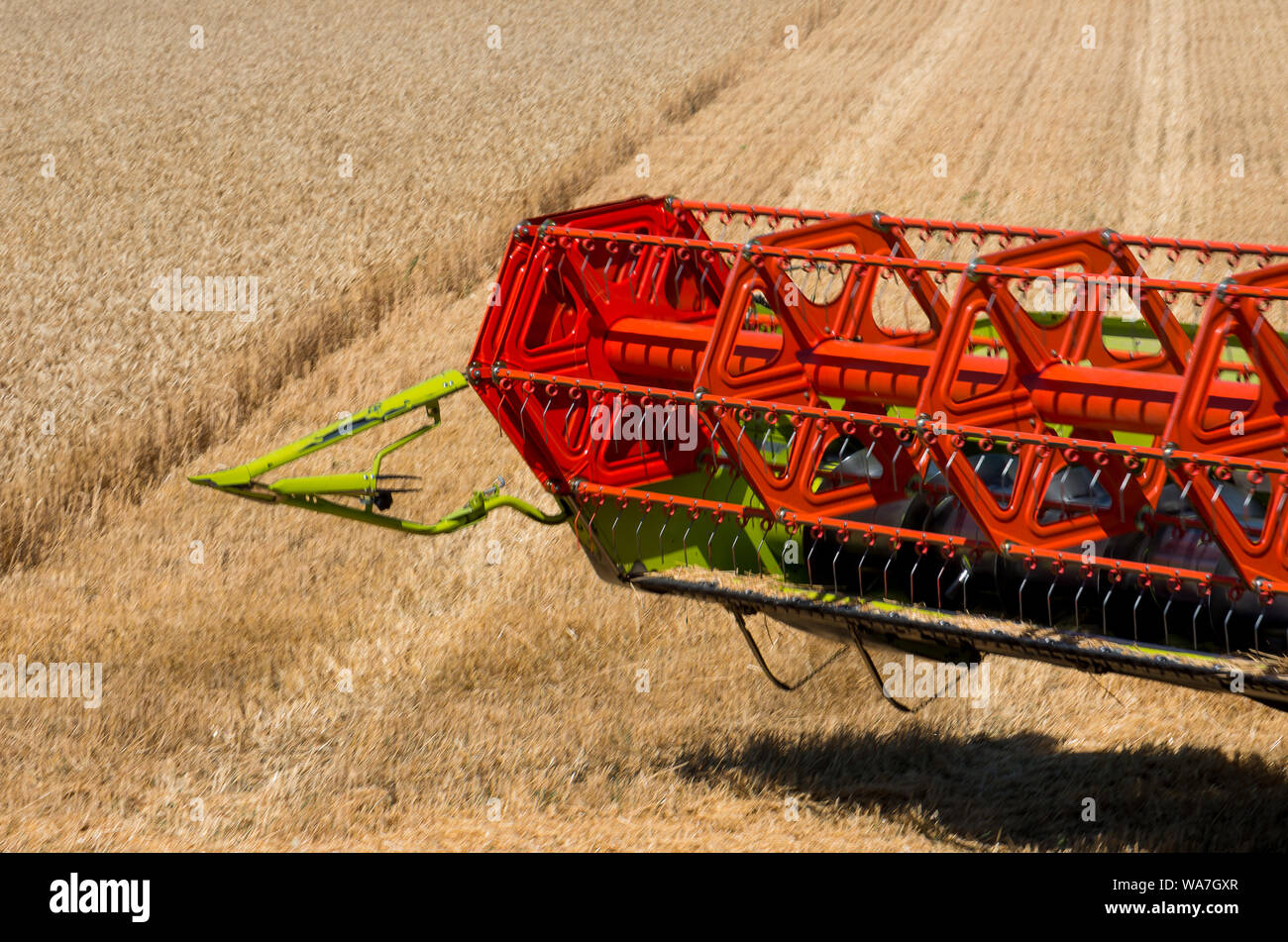 La récolte du blé de travail sur le terrain. Banque D'Images