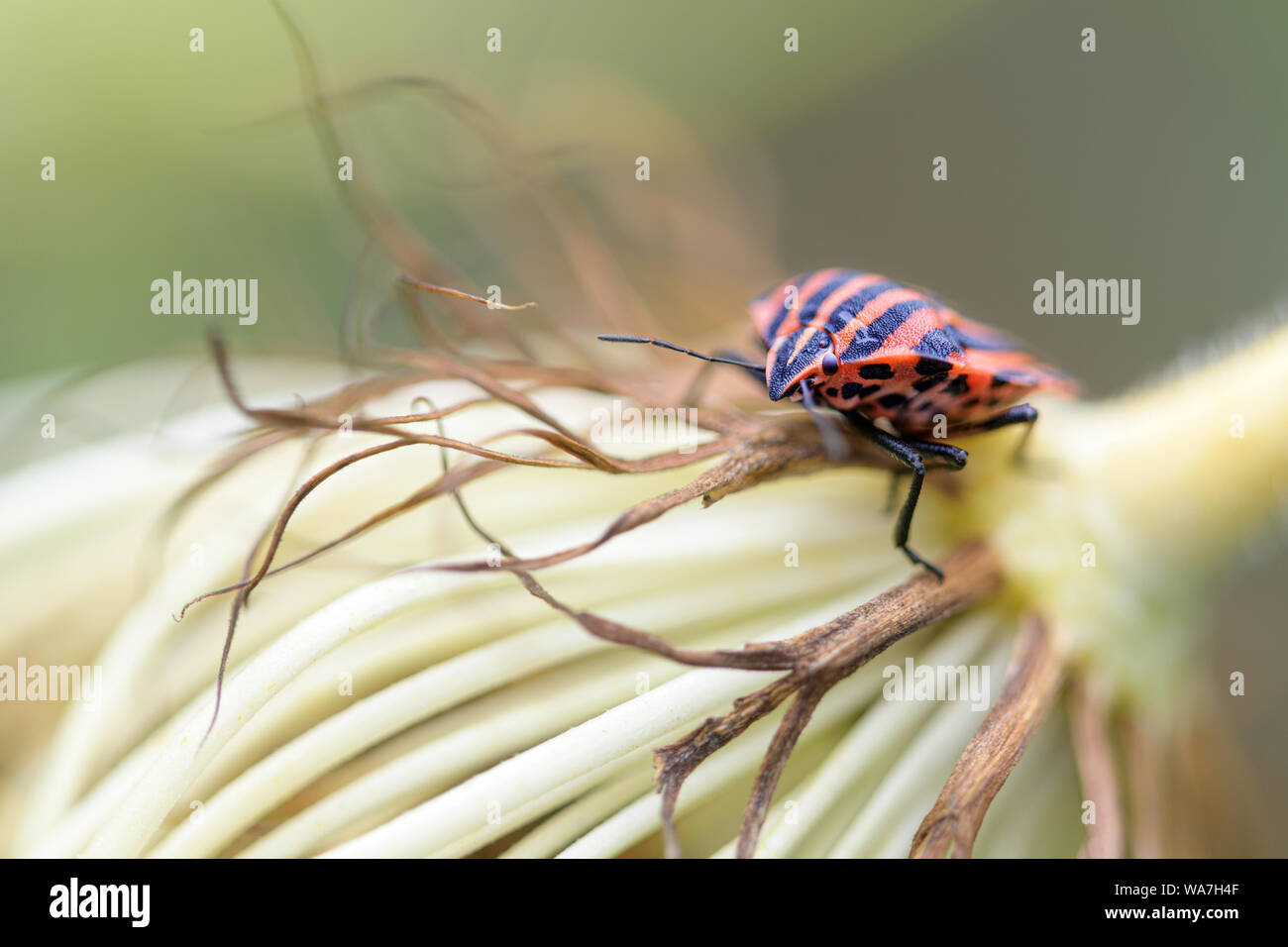 Bug ou rayé Graphosoma lineatum Minstrel (bug) sur la fleur de carotte, macro shot, copie, espace de discussion sélectionné, la profondeur de champ très étroit Banque D'Images
