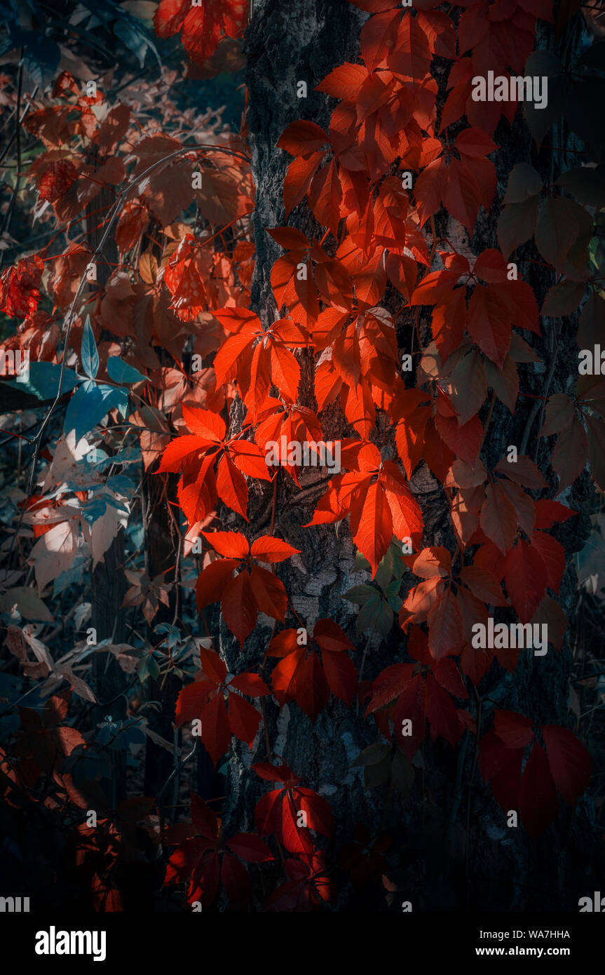Couleurs d'automne lumineux rouge du feuillage. Branche avec feuilles rouges sur un arrière-plan flou. L'arrière-plan. Wallpaper Banque D'Images