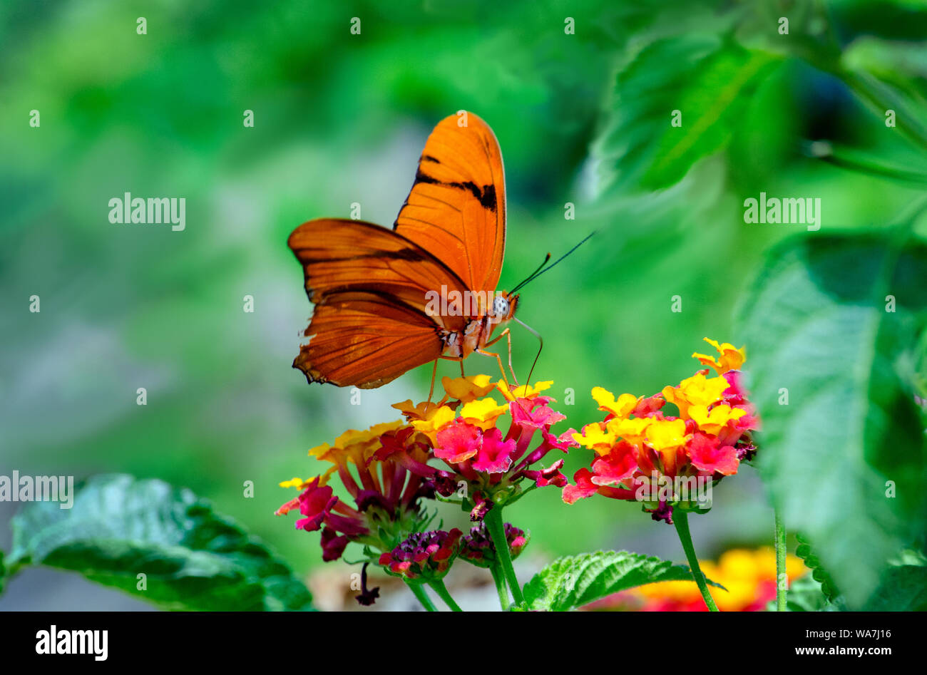 Une belle Julia Butterfly dans un beau jardin de fleurs colorées Banque D'Images