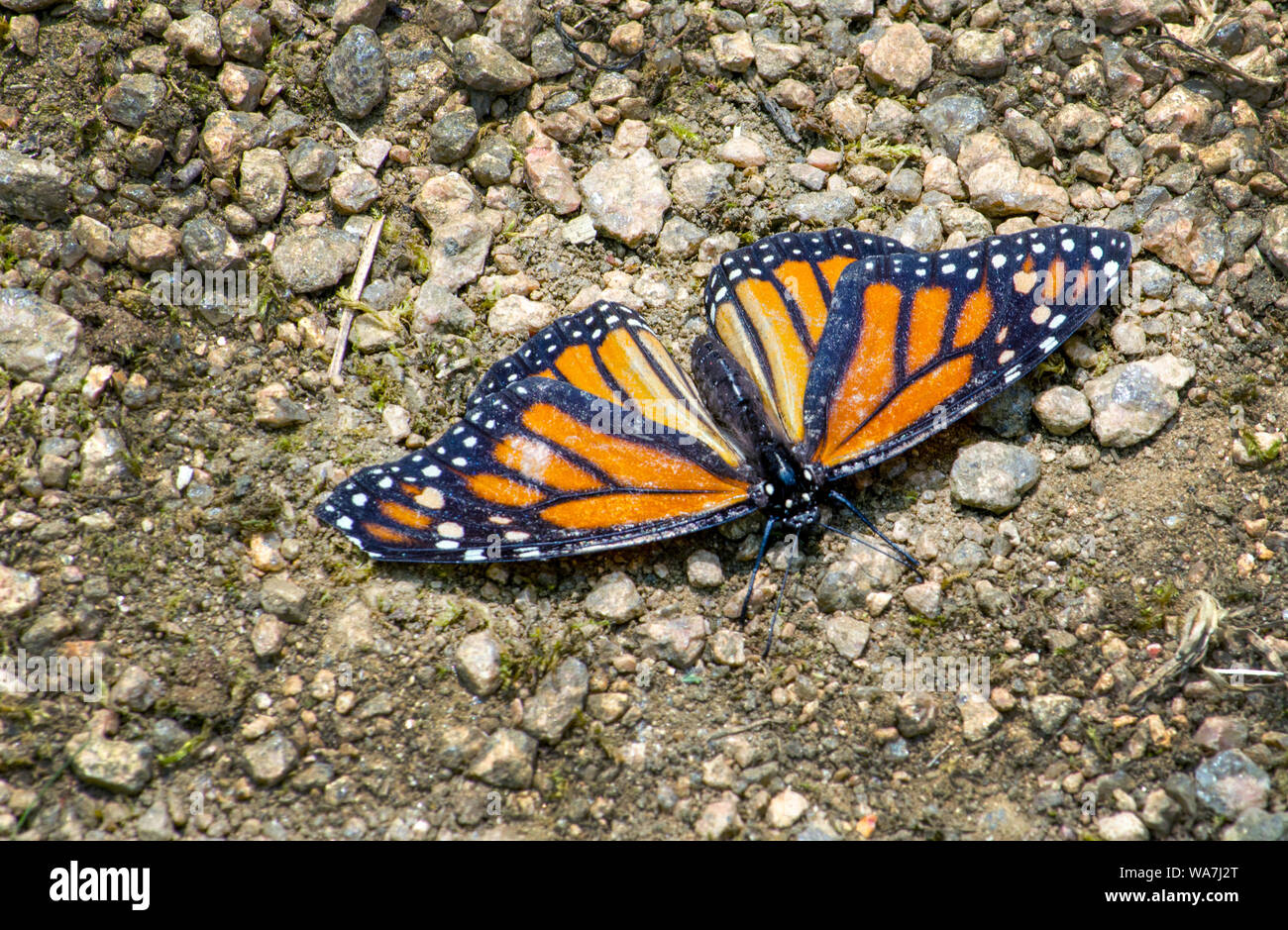 Un beau papillon monarque repose sur le chemin dans un petit jardin Banque D'Images