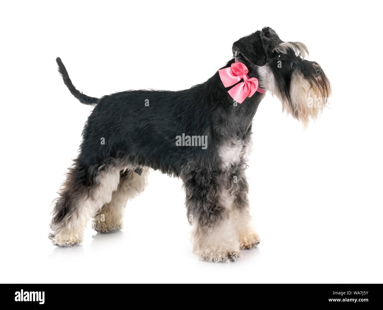 Schnauzer nain in front of white background Banque D'Images