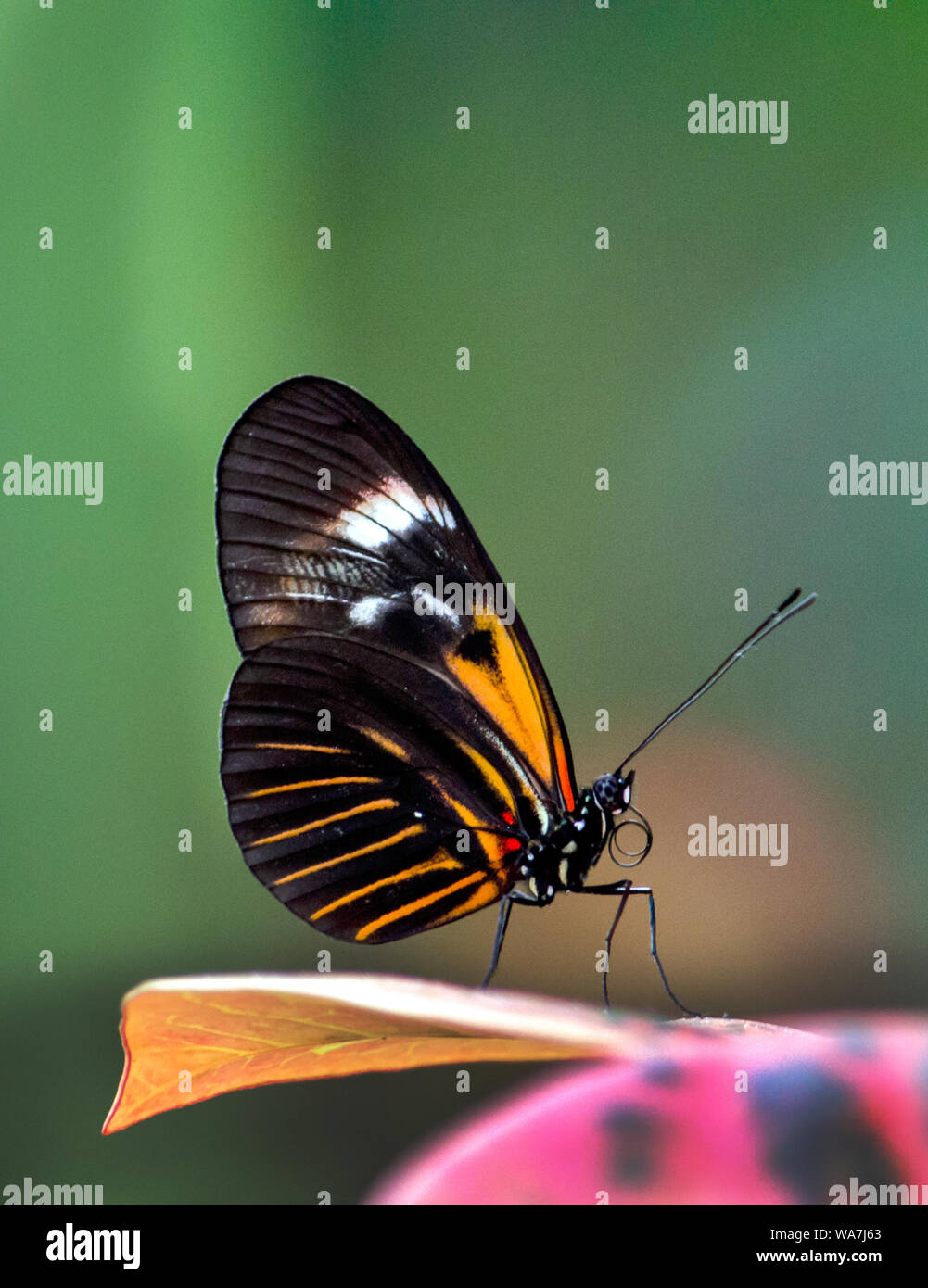 Une belle petite postman butterfly dans un beau jardin, des terres sur une feuille colorée Banque D'Images