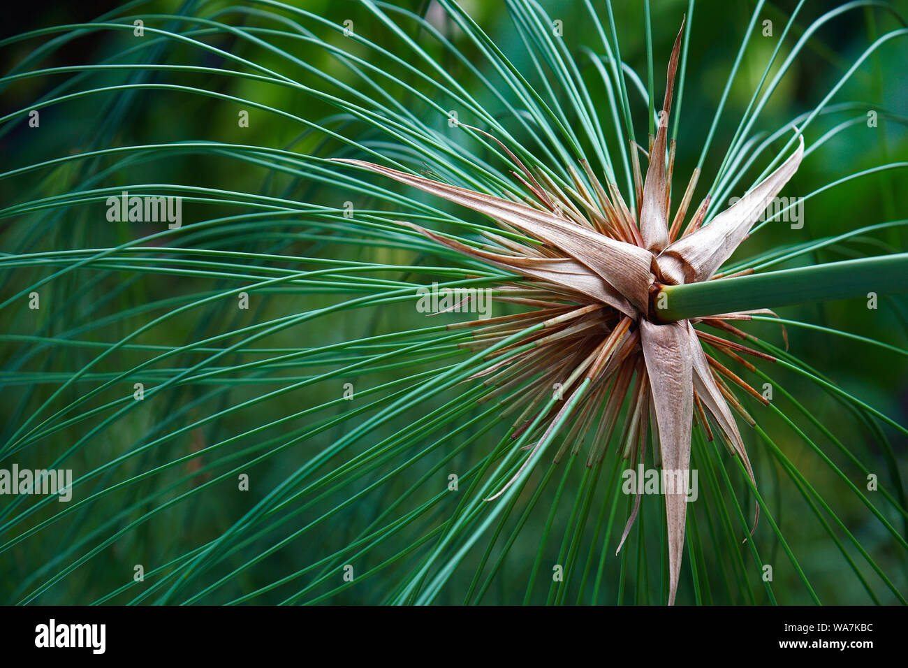 Papyrus (Cyperus papyrus). Papyrus papier appelé CAREX, roseaux et plantes tapis indien, herbe du Nil aussi. Banque D'Images