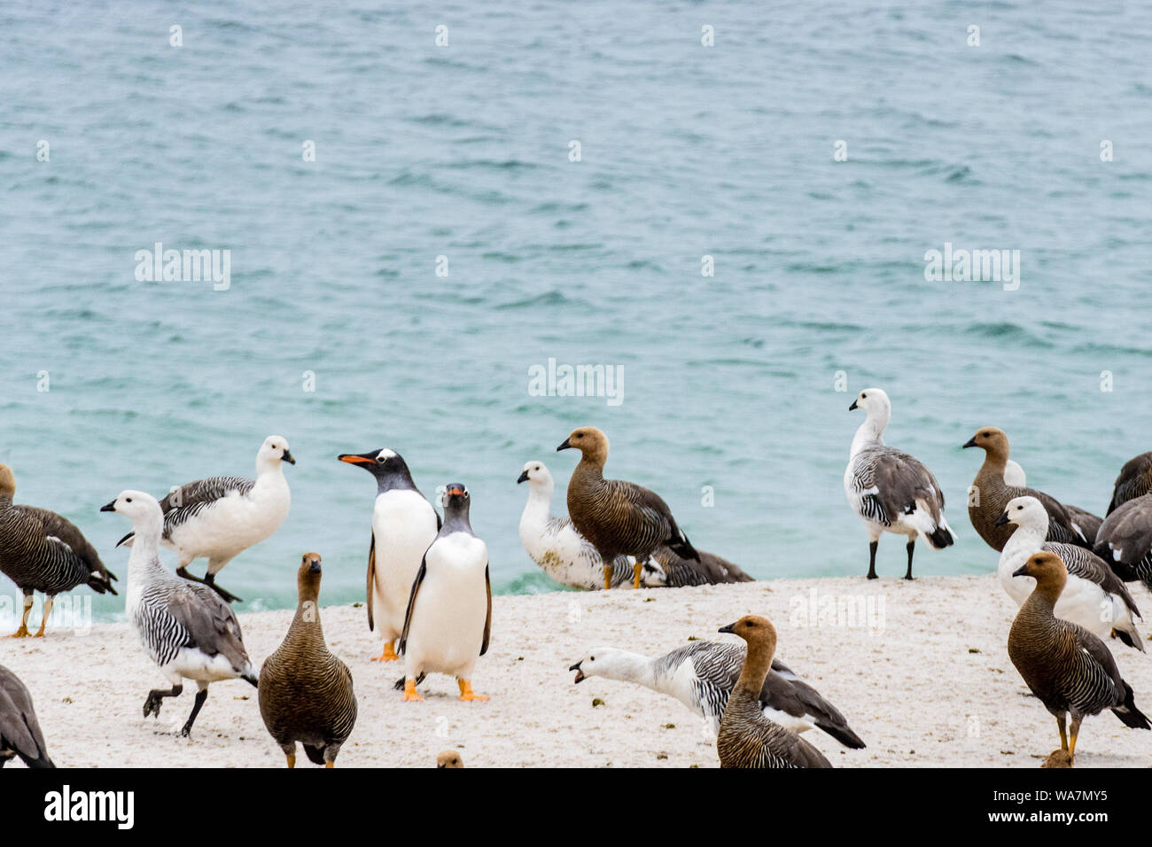 Deux Manchots, Pygoscelis papua, à venir à terre au milieu d'un troupeau d'oie à tête Oies, Chloephaga rubidiceps, île de la carcasse, dans Iles Falkland Banque D'Images