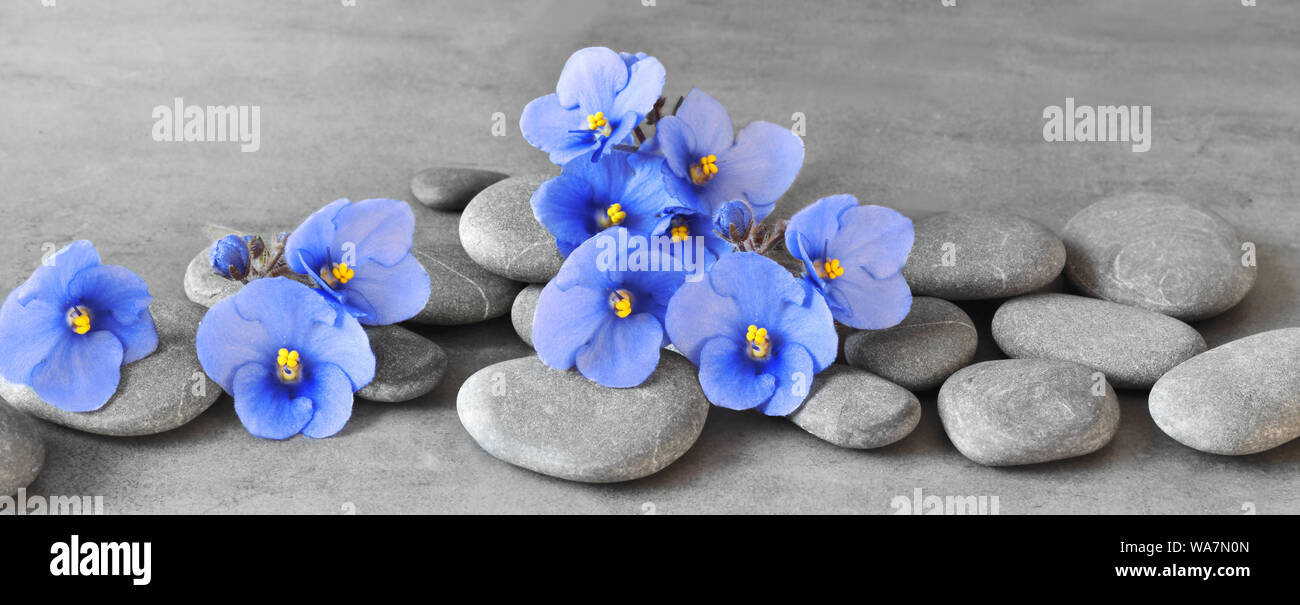 Pierres Zen et exotique fleurs violettes sur fond gris. Banque D'Images
