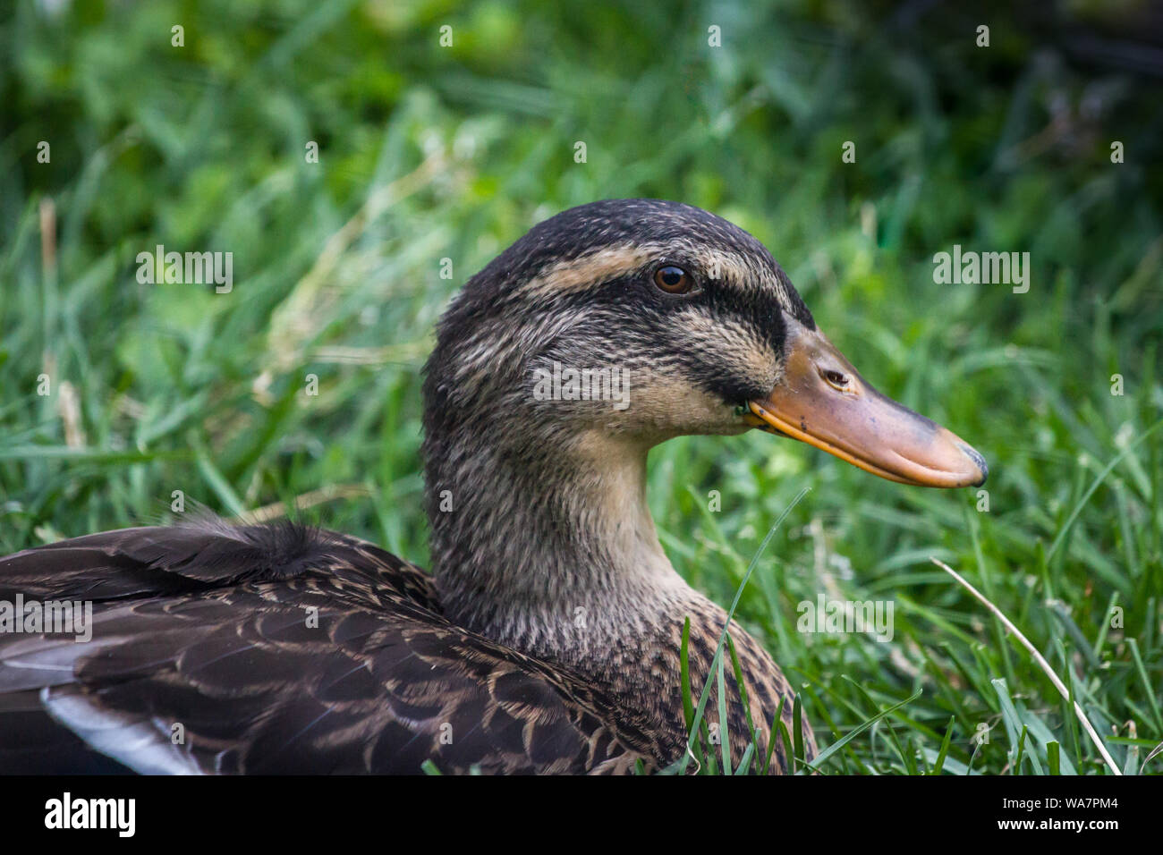 Canard Colvert Domestique Banque D Image Et Photos Alamy