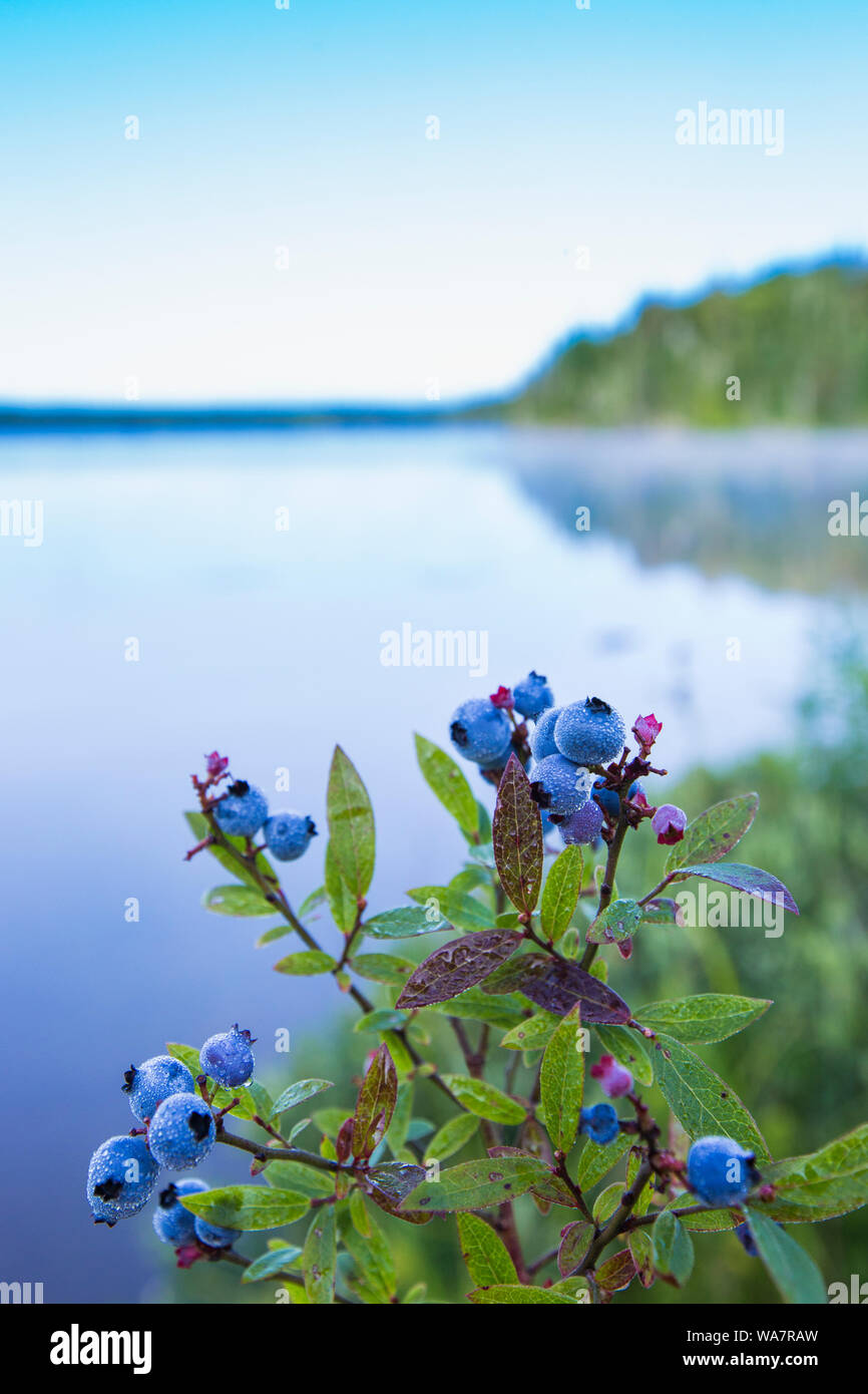 Vaccinium angustifolium, communément connue sous le nom de bleuet sauvage macro shot avec gouttes de rosée Banque D'Images