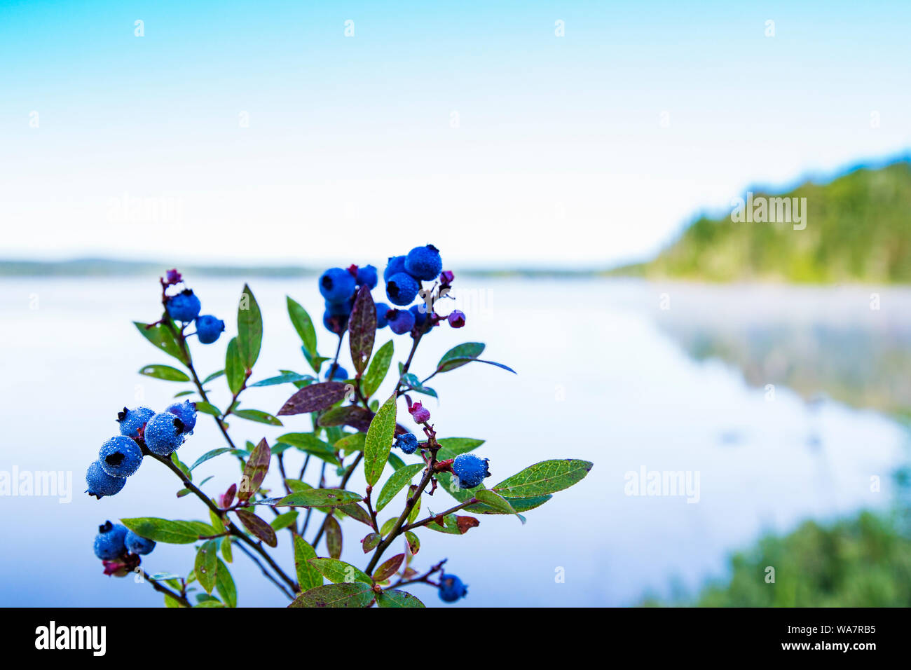 Vaccinium angustifolium, communément connue sous le nom de bleuet sauvage macro shot avec gouttes de rosée Banque D'Images