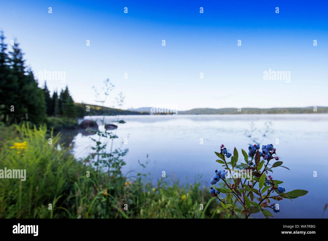 Vaccinium angustifolium, communément connue sous le nom de bleuet sauvage macro shot avec gouttes de rosée Banque D'Images