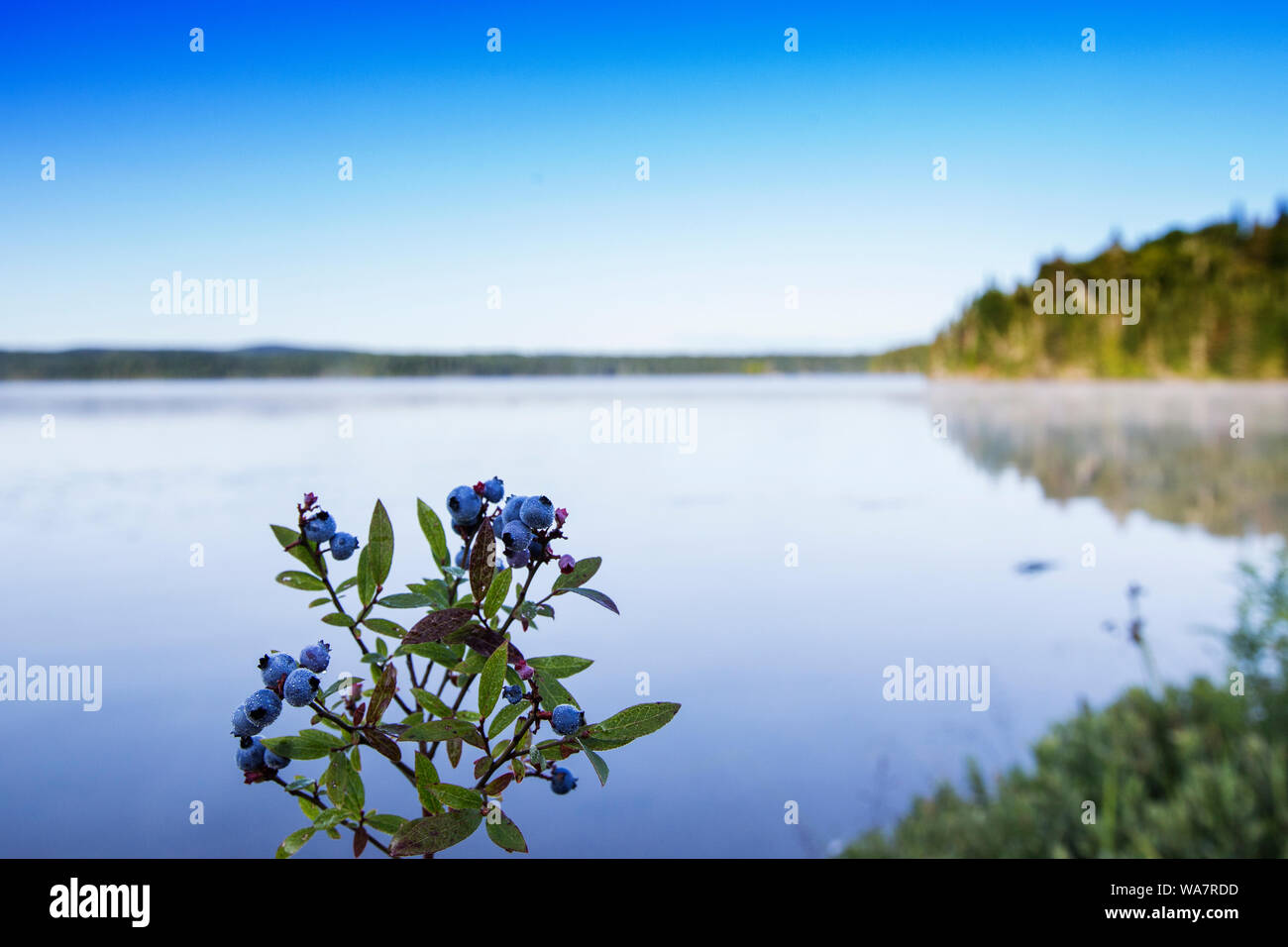 Vaccinium angustifolium, communément connue sous le nom de bleuet sauvage macro shot avec gouttes de rosée Banque D'Images