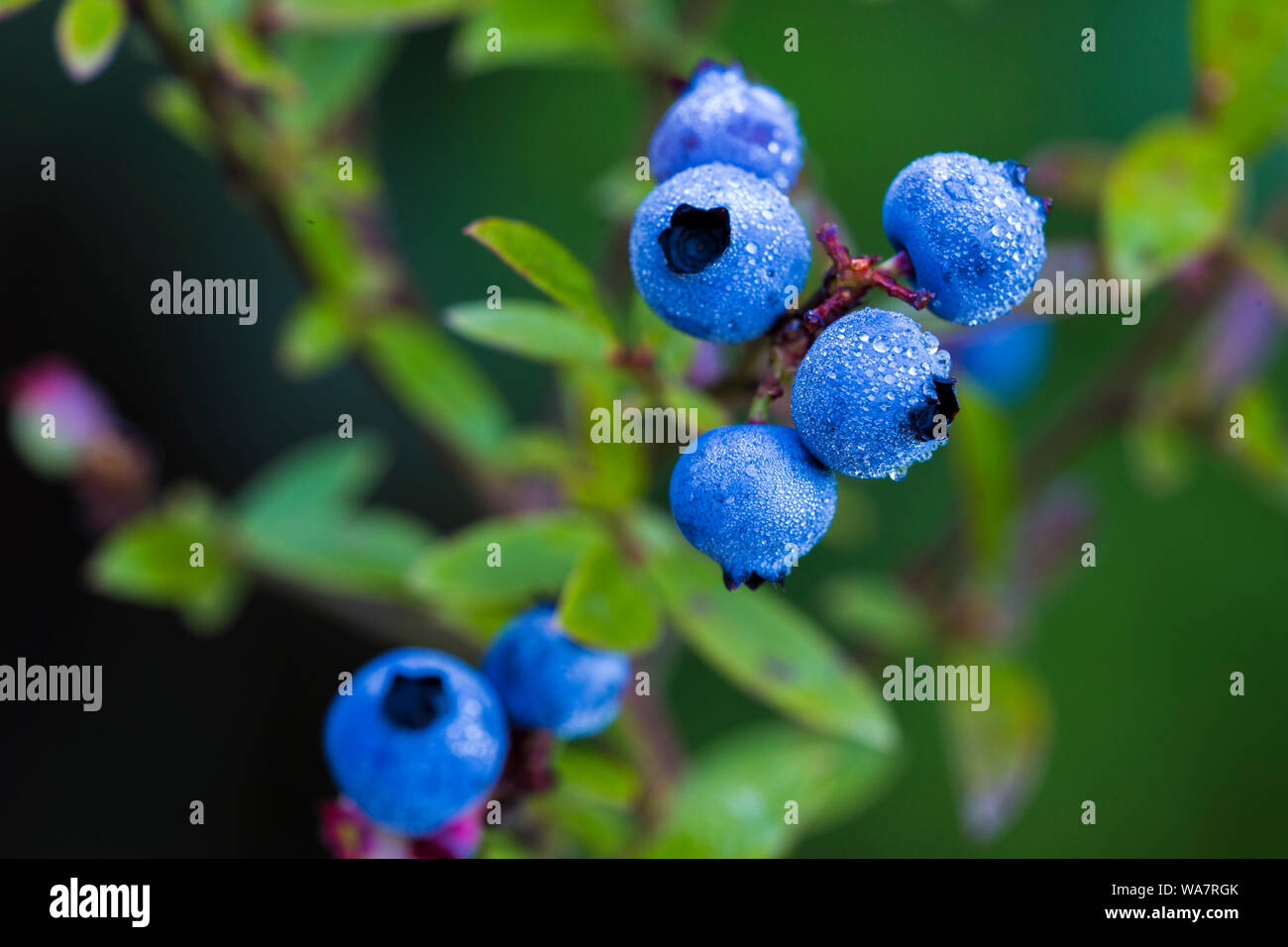 Vaccinium angustifolium, communément connue sous le nom de bleuet sauvage macro shot avec gouttes de rosée Banque D'Images
