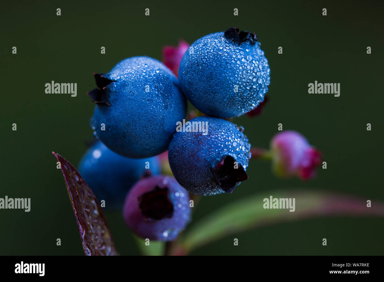 Vaccinium angustifolium, communément connue sous le nom de bleuet sauvage macro shot avec gouttes de rosée Banque D'Images