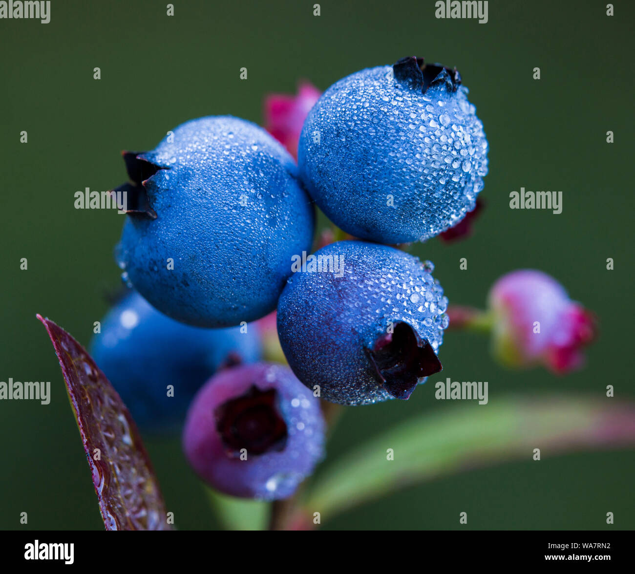 Vaccinium angustifolium, communément connue sous le nom de bleuet sauvage macro shot avec gouttes de rosée Banque D'Images