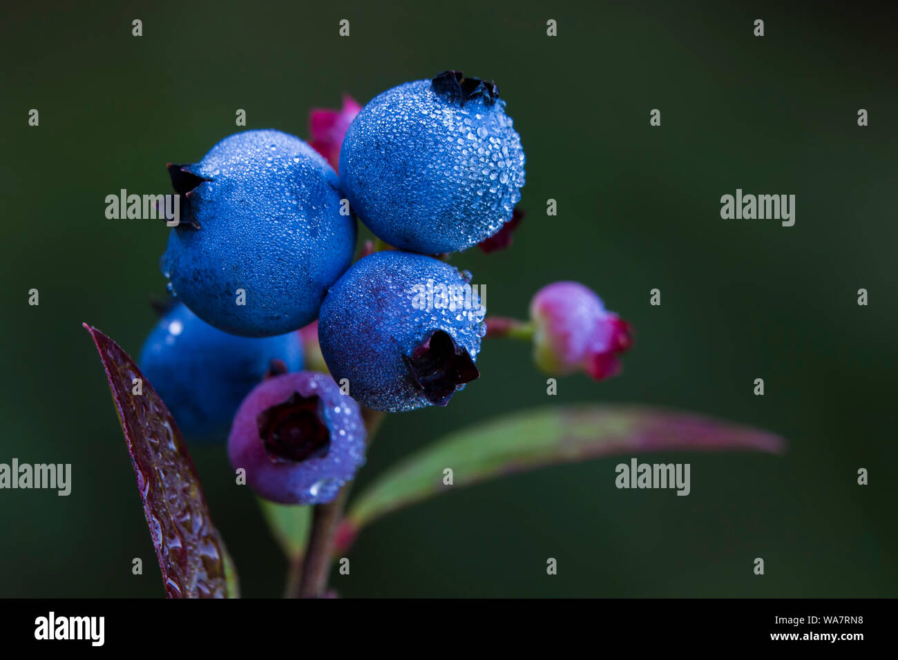 Vaccinium angustifolium, communément connue sous le nom de bleuet sauvage macro shot avec gouttes de rosée Banque D'Images