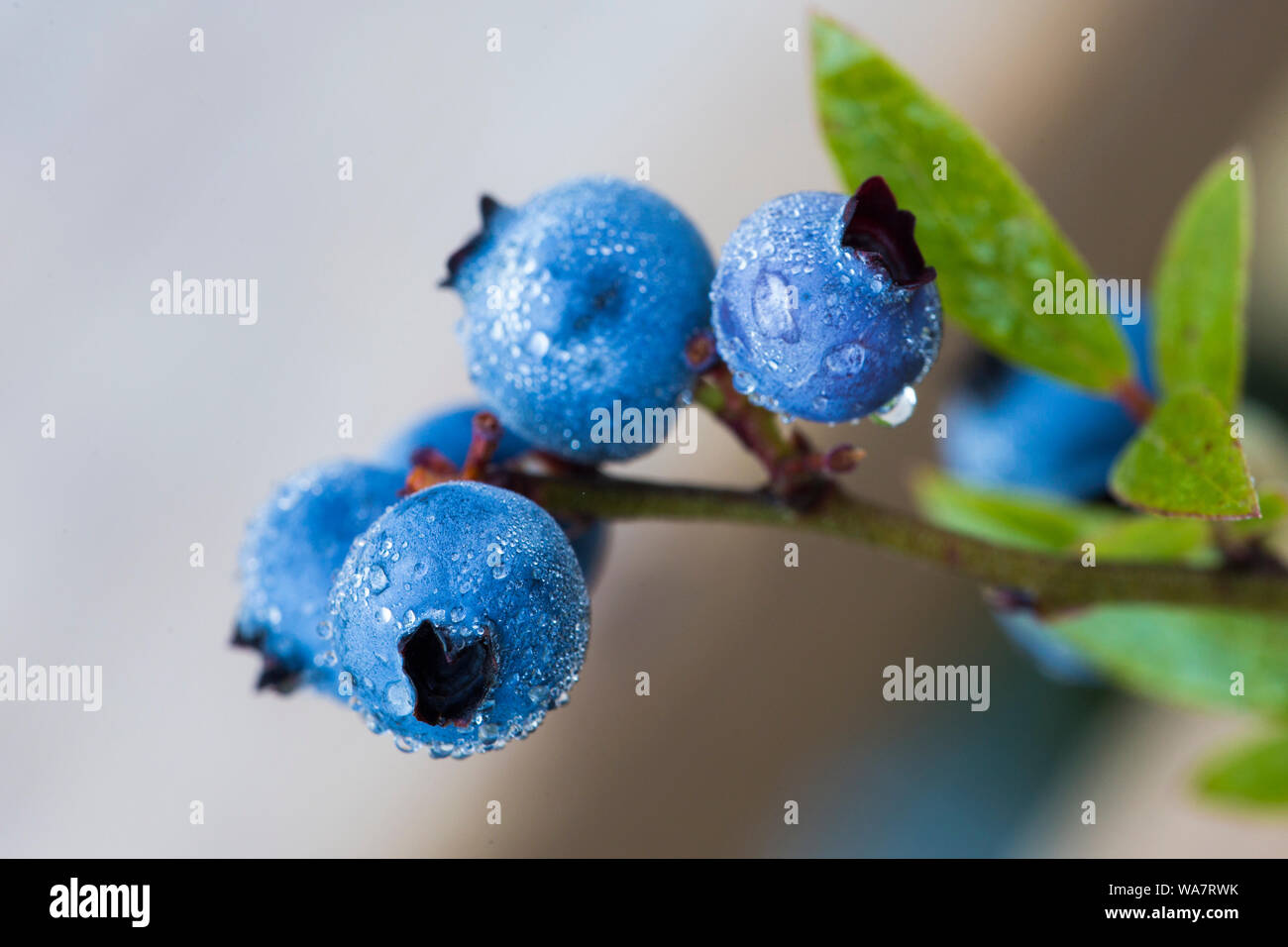 Vaccinium angustifolium, communément connue sous le nom de bleuet sauvage macro shot avec gouttes de rosée Banque D'Images