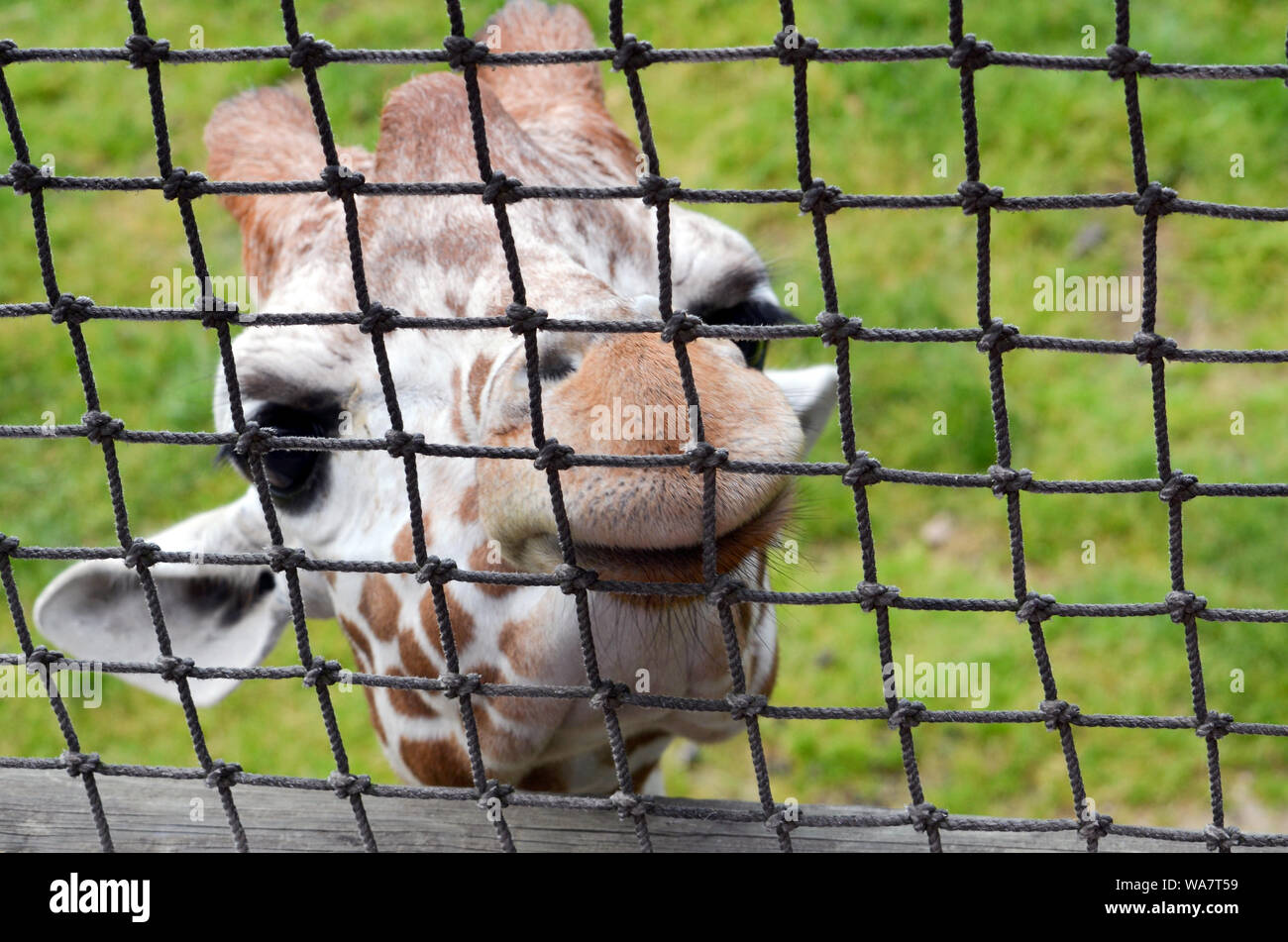 Bébé girafe filet par face closeup Banque D'Images