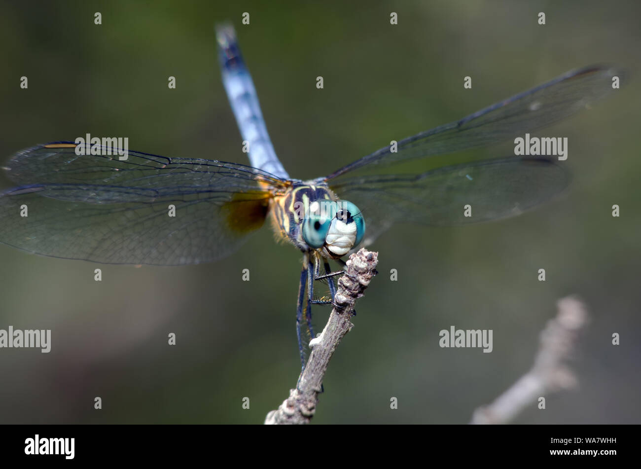 Un mâle bleu libellule, Dasher Pachydiplax longipennis, perché sur une brindille dans l'obélisque la posture. Banque D'Images