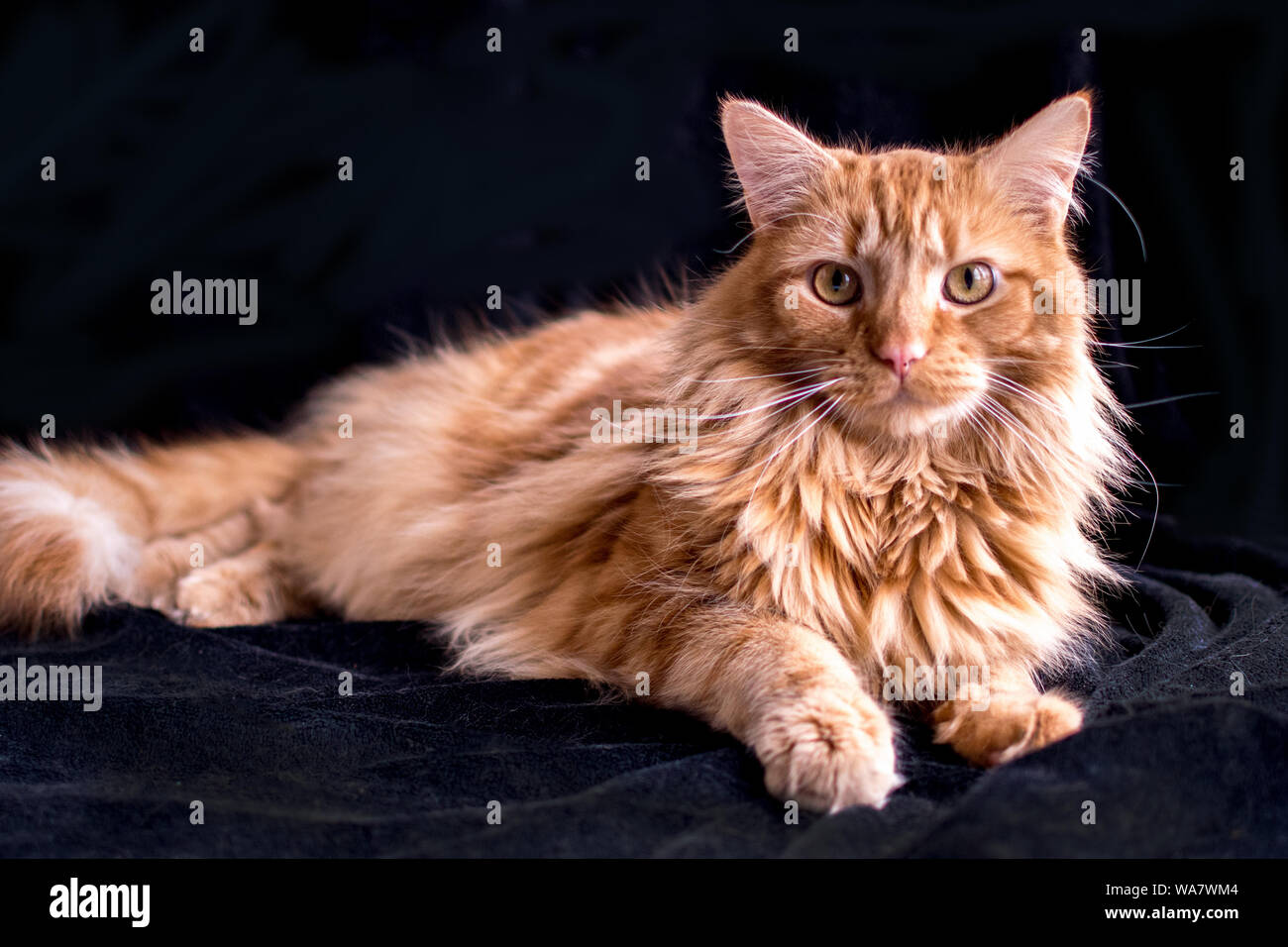 Beau chat tigré orange posant sur un fond noir Banque D'Images