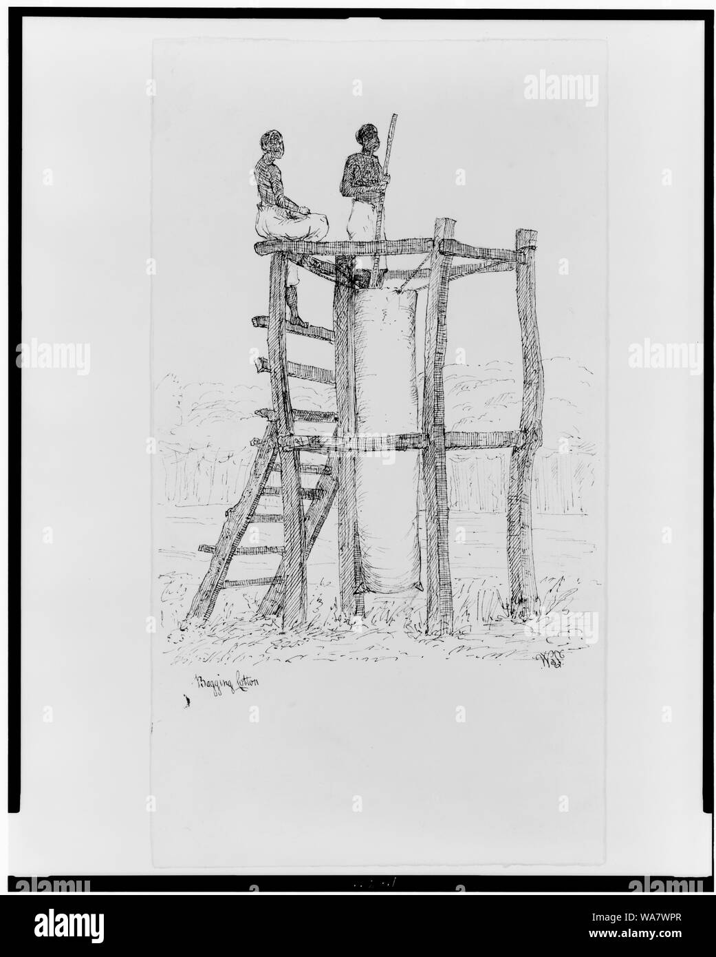 Coton d'ensachage Banque D'Images