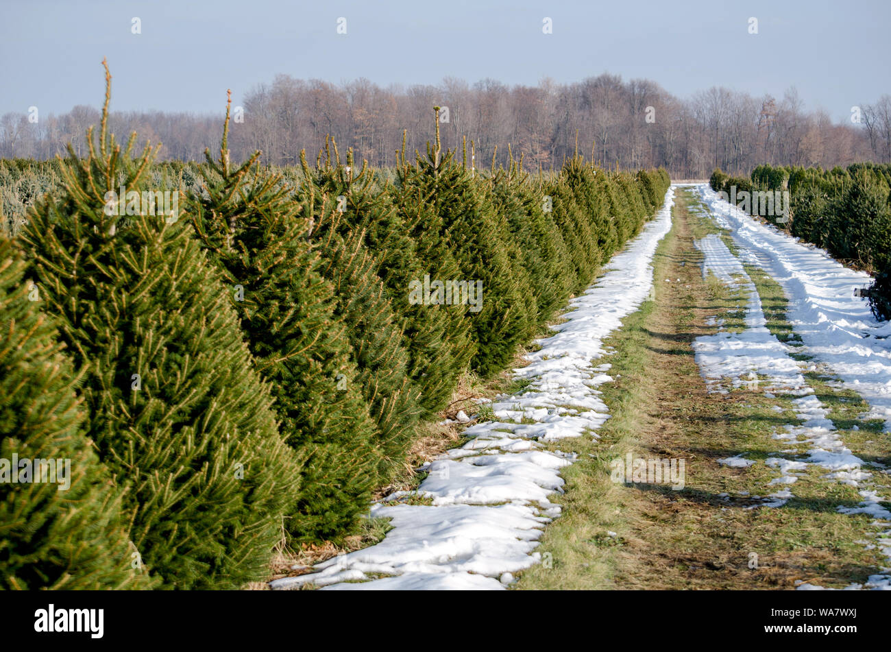 Belle Christmas Tree Farm dans le Michigan USA Banque D'Images