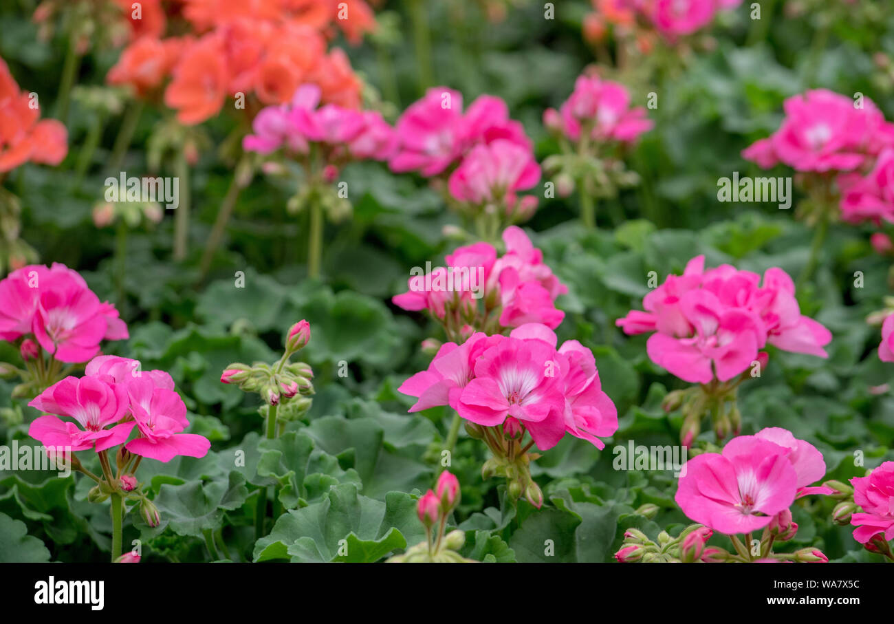 Plantes à massifs de géraniums en rouge et rose Banque D'Images